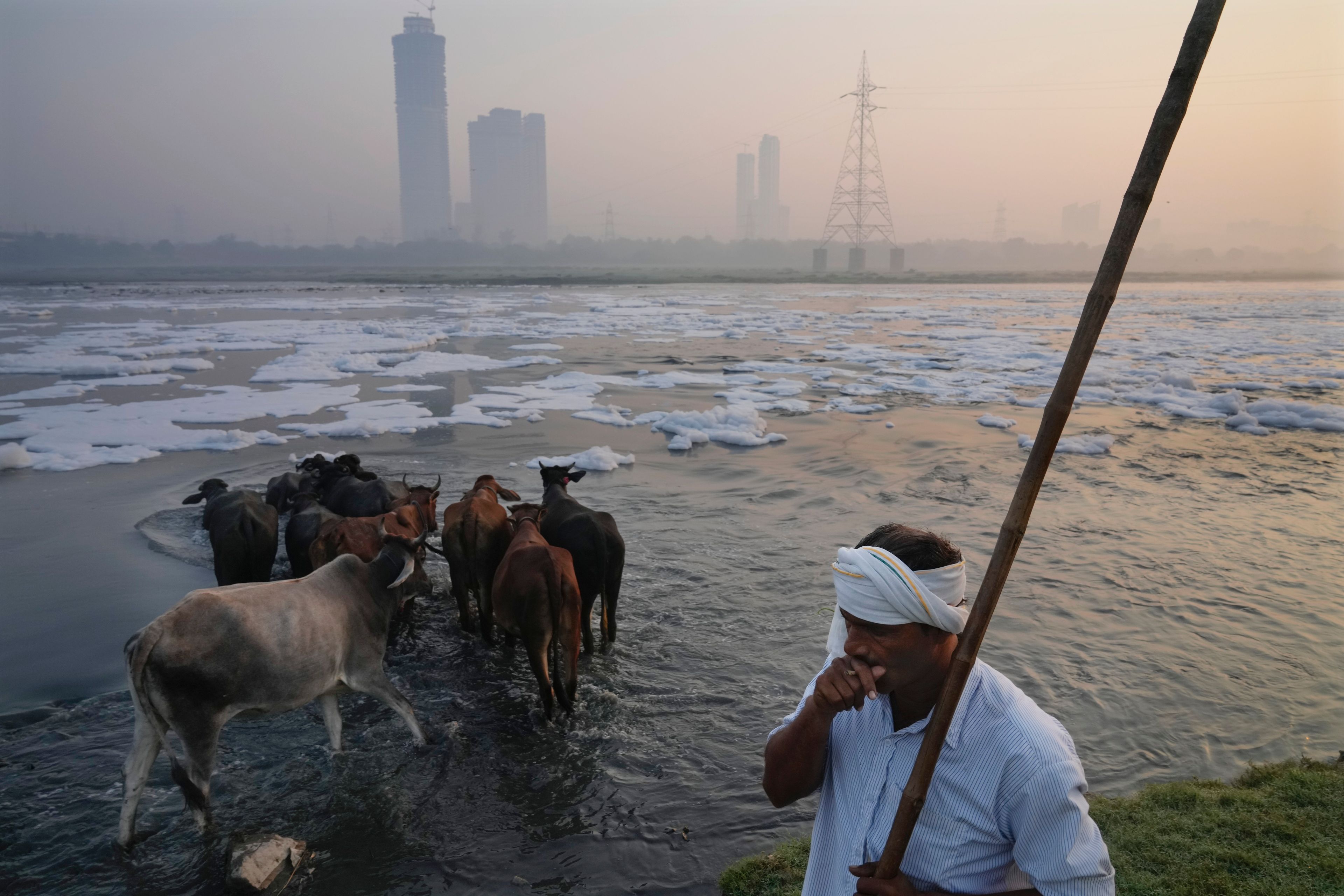 A buffalo herder makes his flock cross river Yamuna filled with toxic foams in New Delhi, India, Tuesday, Oct. 29, 2024. (AP Photo/Manish Swarup)