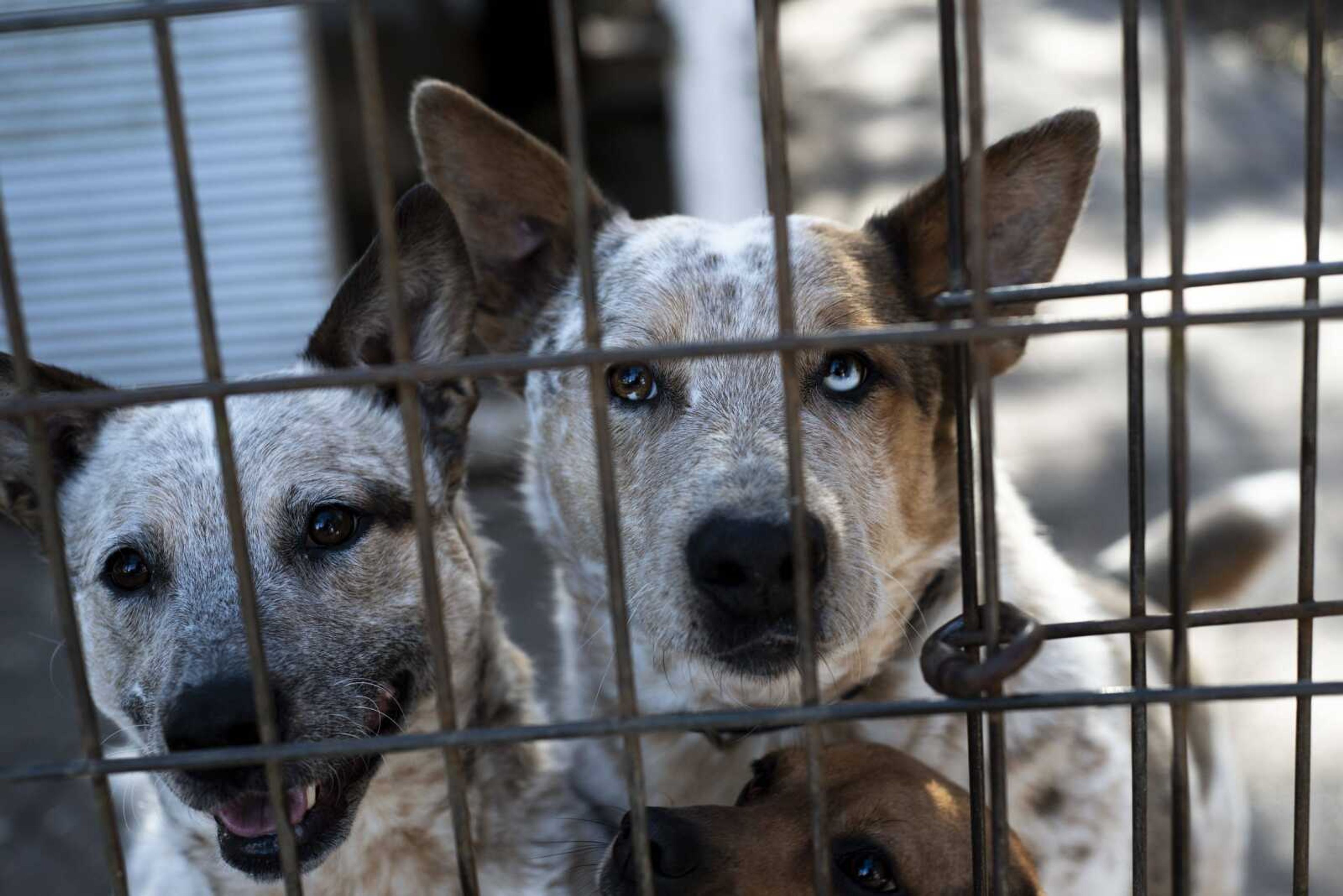 Dogs peer through a fence at the Bollinger County Stray Project Wednesday.