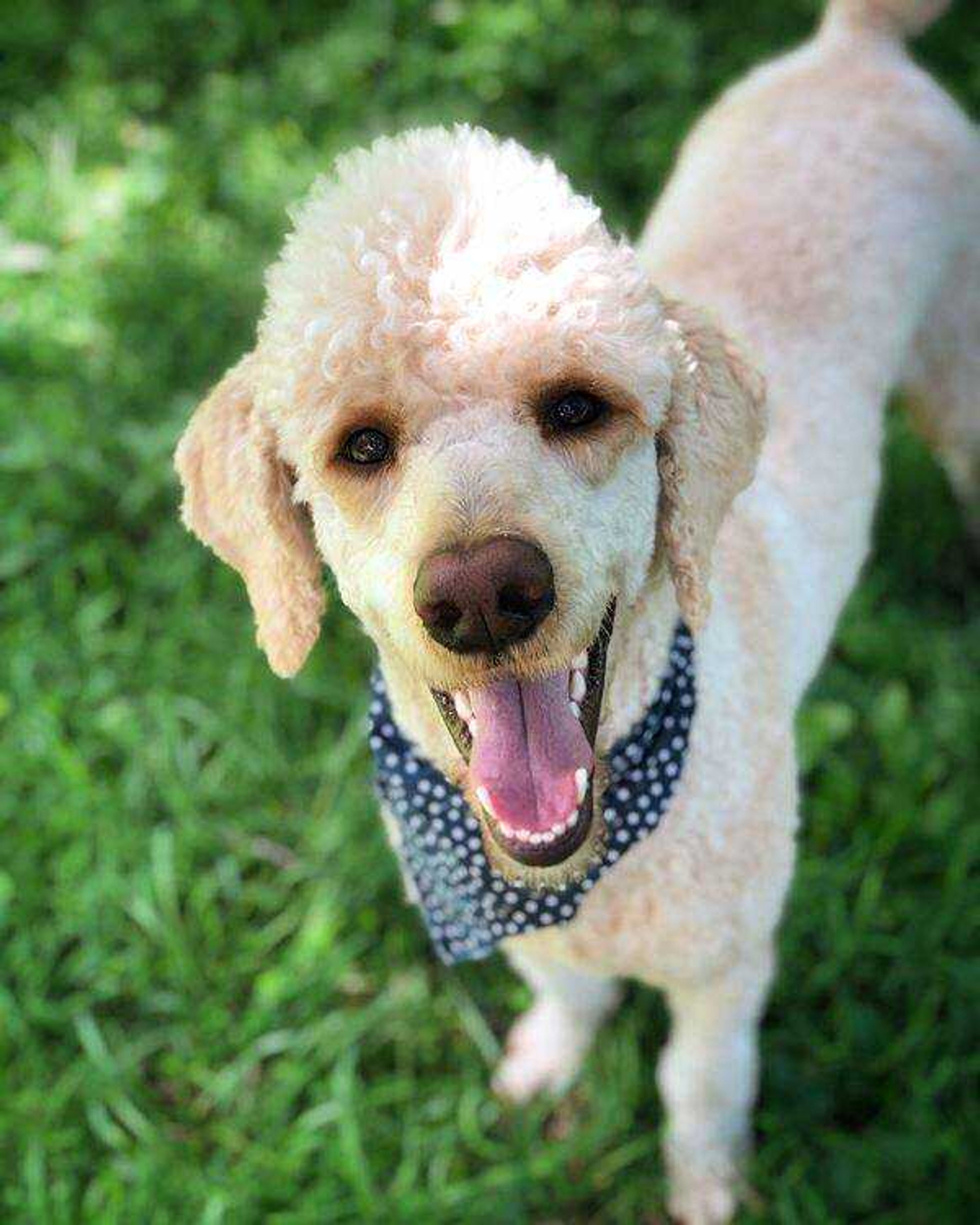 Cane&nbsp; -&nbsp; Cane loves being outside and getting attention from everyone we pass on every walk we go on.