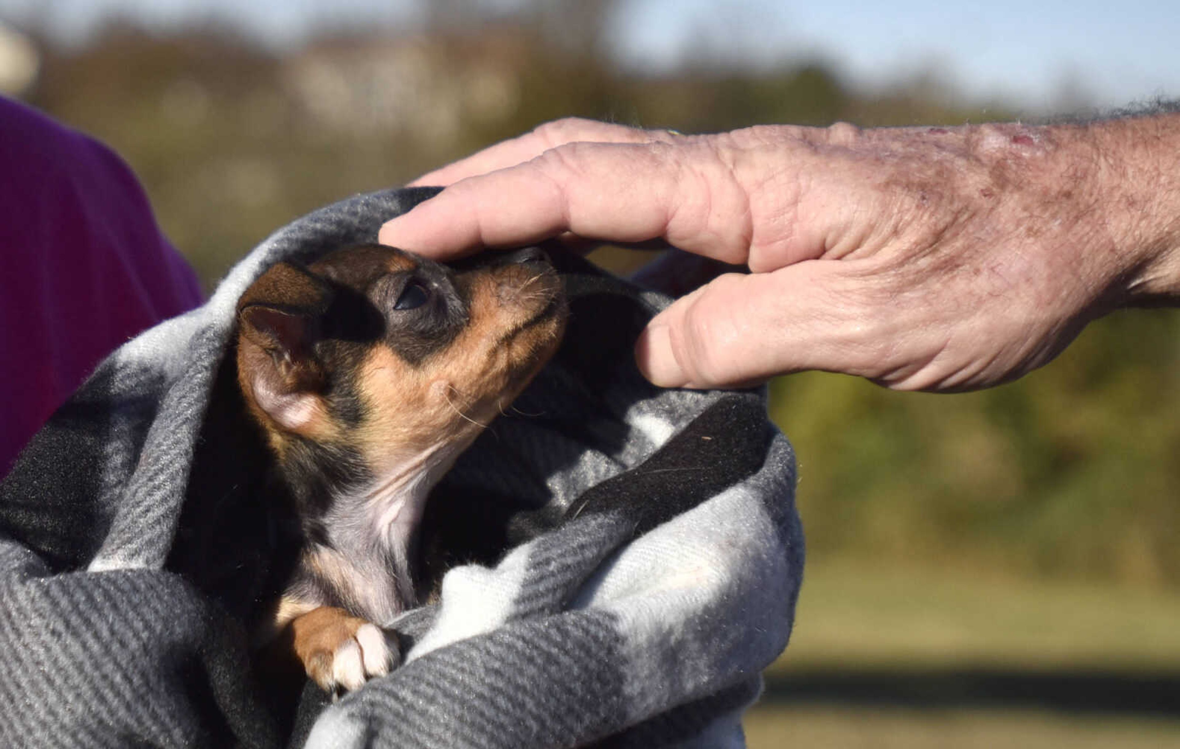 LAURA SIMON ~ lsimon@semissourian.com

Ted CLark pets Flower, an eight-week-old Chihuahua, that was paralyzed at birth, on Wednesday, Nov. 9, 2016.