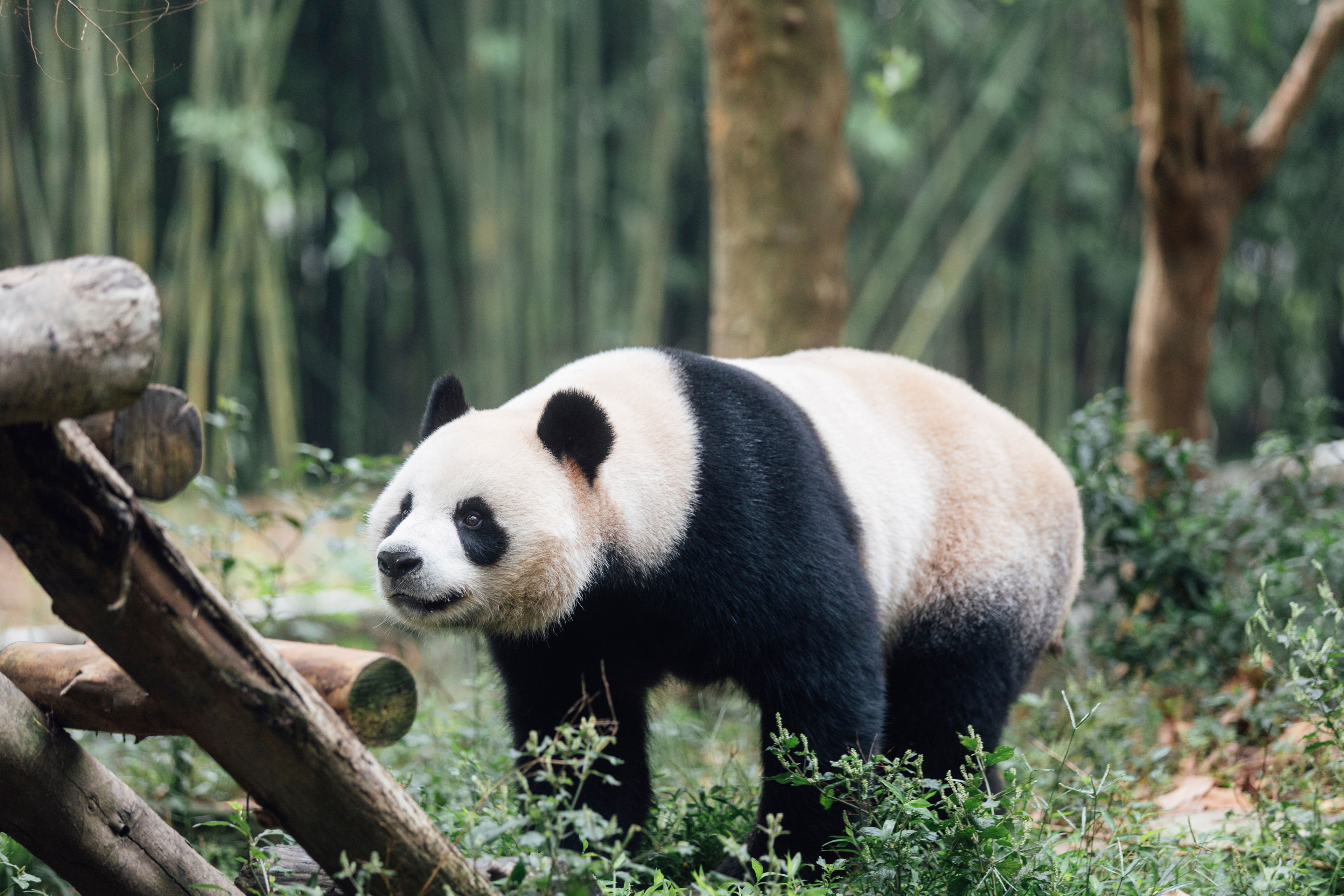 In this photo released by Ocean Park Hong Kong, Giant Panda An An is seen at the Dujiangyan Base of the China Conservation and Research Centre for the Giant Panda in southwestern China's Sichuan province, in September 2024. (Ocean Park Hong Kong via AP)