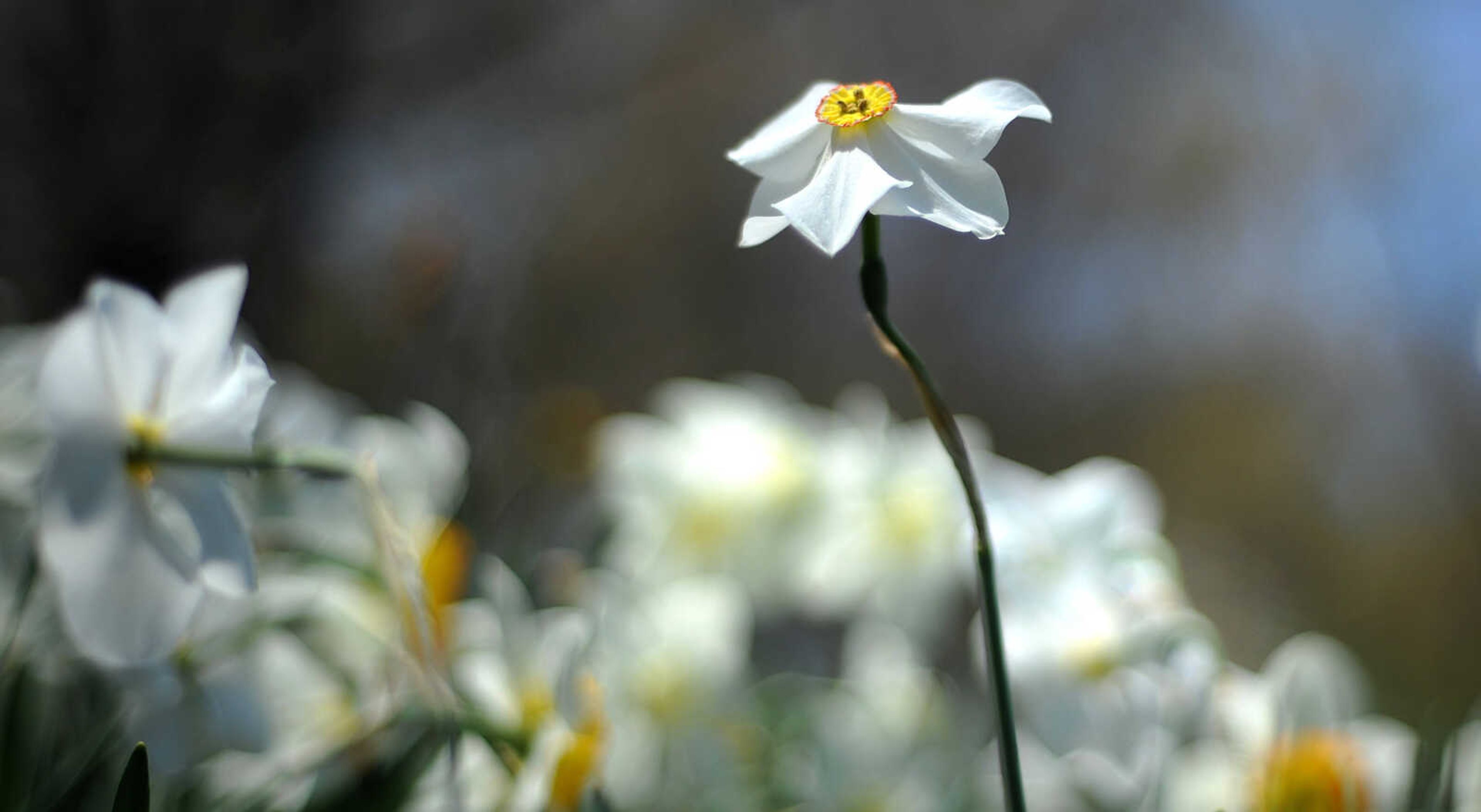 LAURA SIMON ~ lsimon@semissourian.com

Dogwoods, daffodils, jonquils and azaleas begin to bloom at Pinecrest Azalea Gardens, Wednesday, April 23, 2014, in Oak Ridge, Mo.