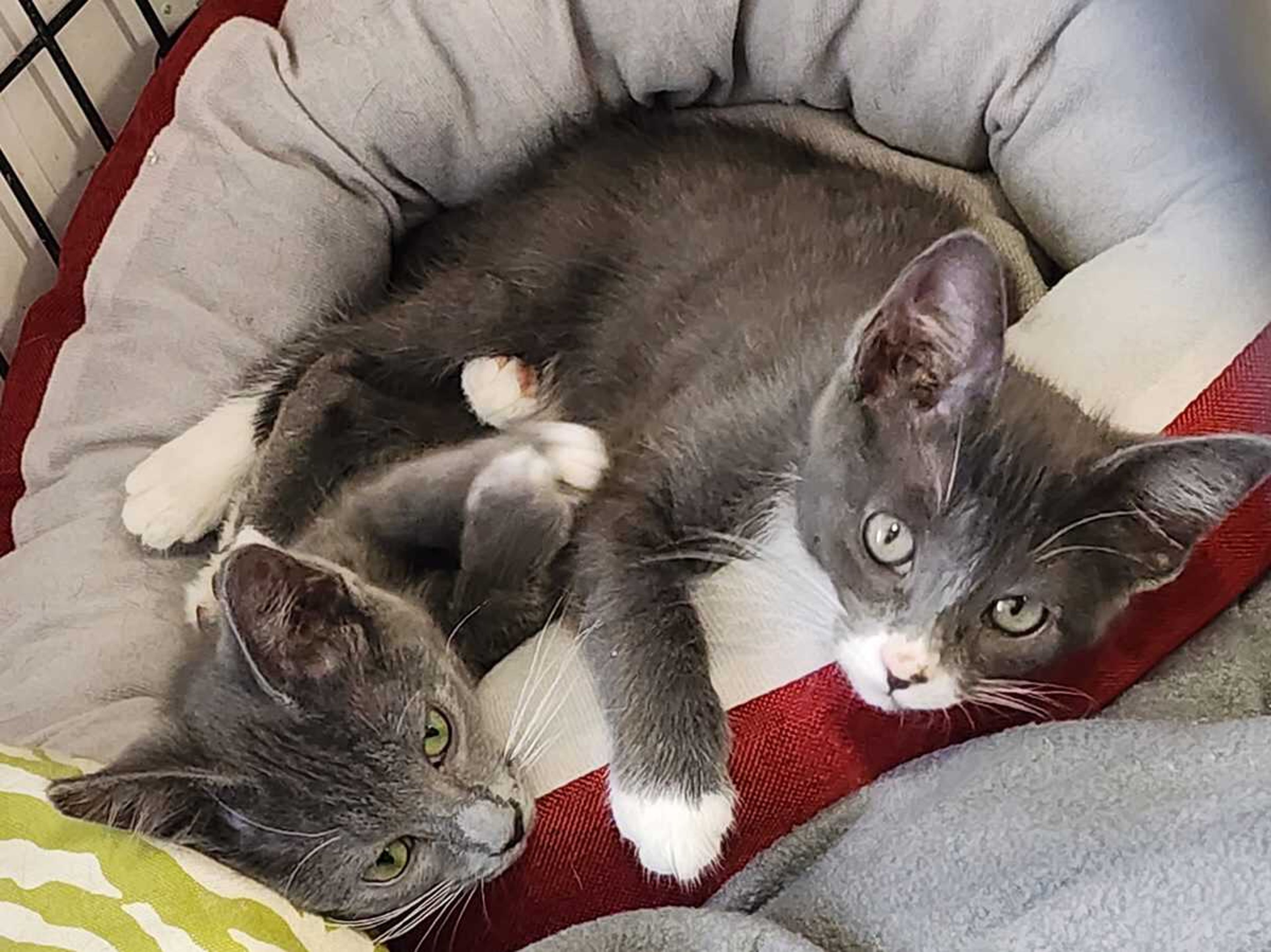 Parsley and Praline are 10 weeks old. If you have room in your heart and home for these kittens or any other pet, visit us at 359 Cree Lane near Jackson any weekday or weekend from 8 a.m. to noon. Visitors are always welcome to play with our pets.