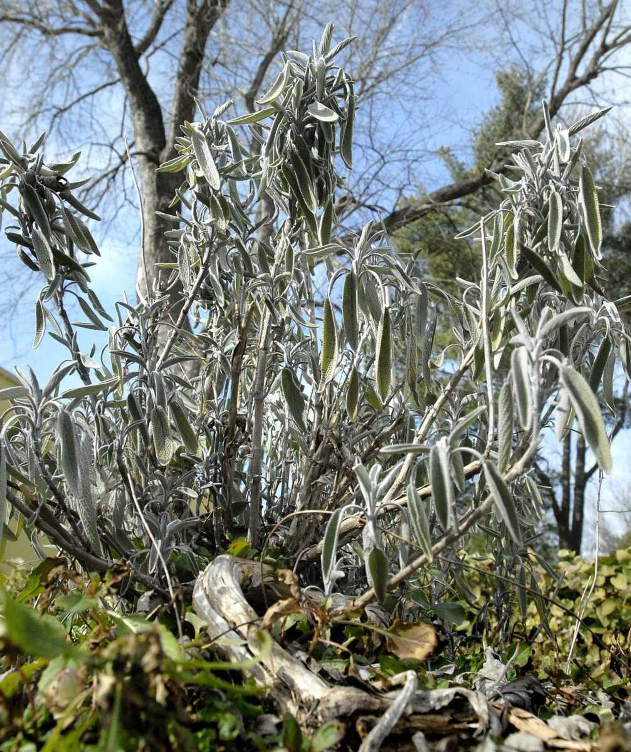 Sage adds to the edible landscape at Dortha Strack&#8217;s Cape Girardeau home. (Laura Simon)