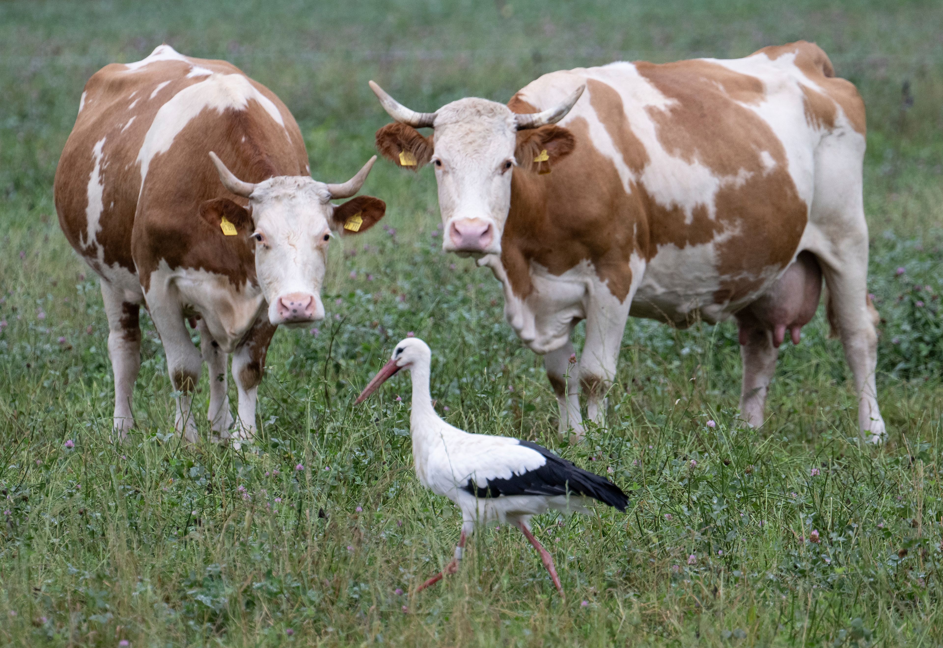 Two cows and a stork stand in the drizzle on a pasture in the Taunus, Germany, Monday, Sept. 9, 2024. (Boris Roessler/dpa via AP)