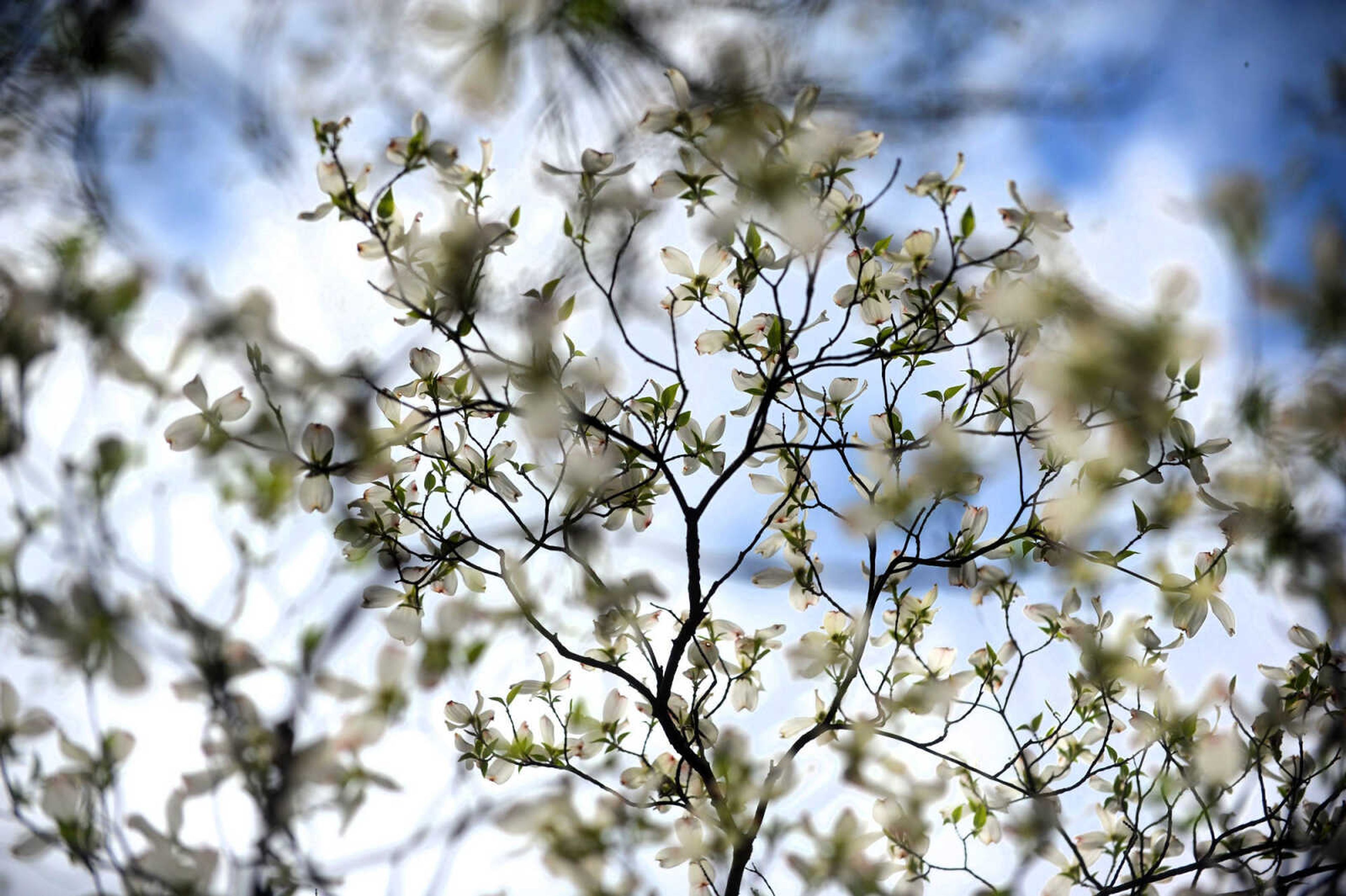 LAURA SIMON ~ lsimon@semissourian.com

Dogwoods begin to bloom at Pinecrest Azalea Gardens, Thursday, April 16, 2015, in Oak Ridge, Missouri.