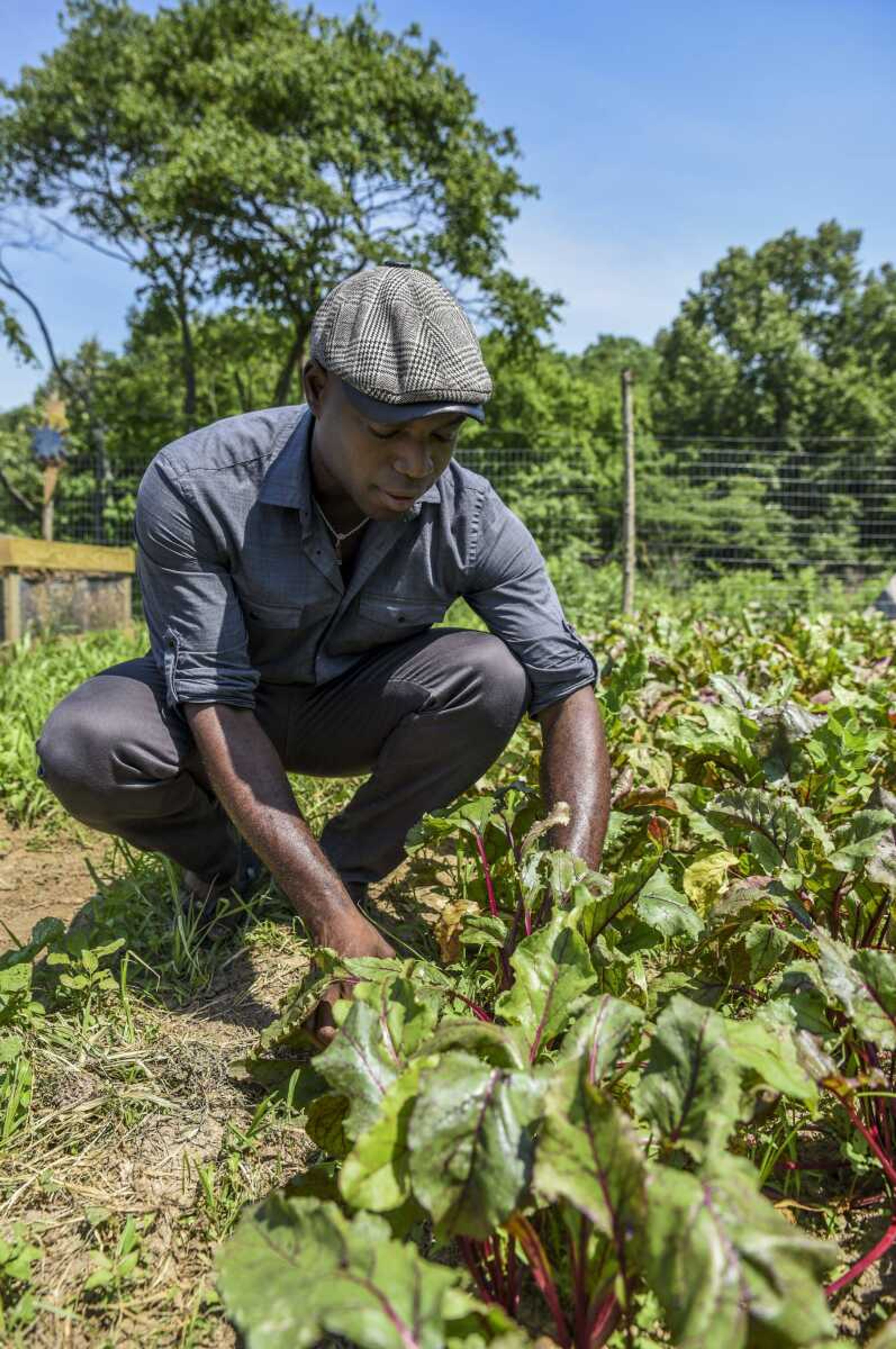 Jaycee Kesh Akinsanya checks his beets in his garden June 7 in Whitewater.