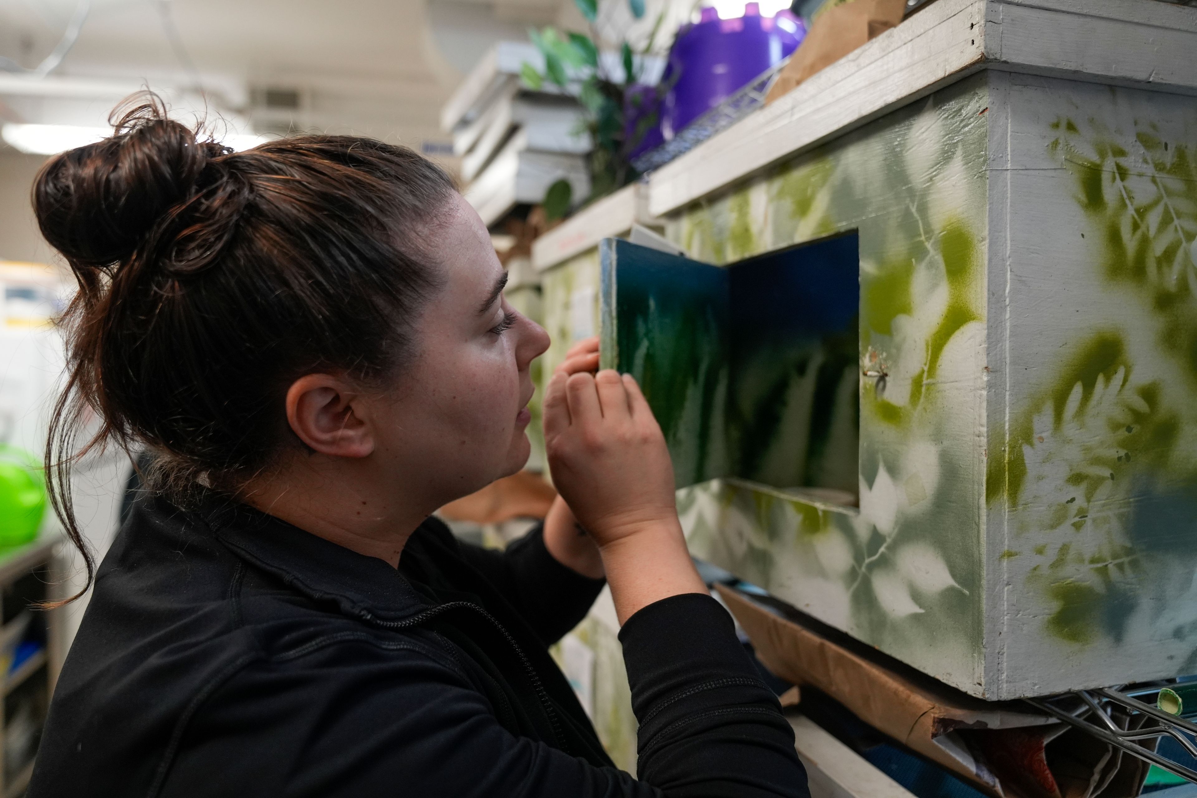 Sarah Reich, head veterinarian at the DuPage Wildlife Conservation Center, peaks inside a woodpecker box in the rehabilitation care facility Friday, Oct. 4, 2024, in Glen Ellyn, Ill. (AP Photo/Erin Hooley)