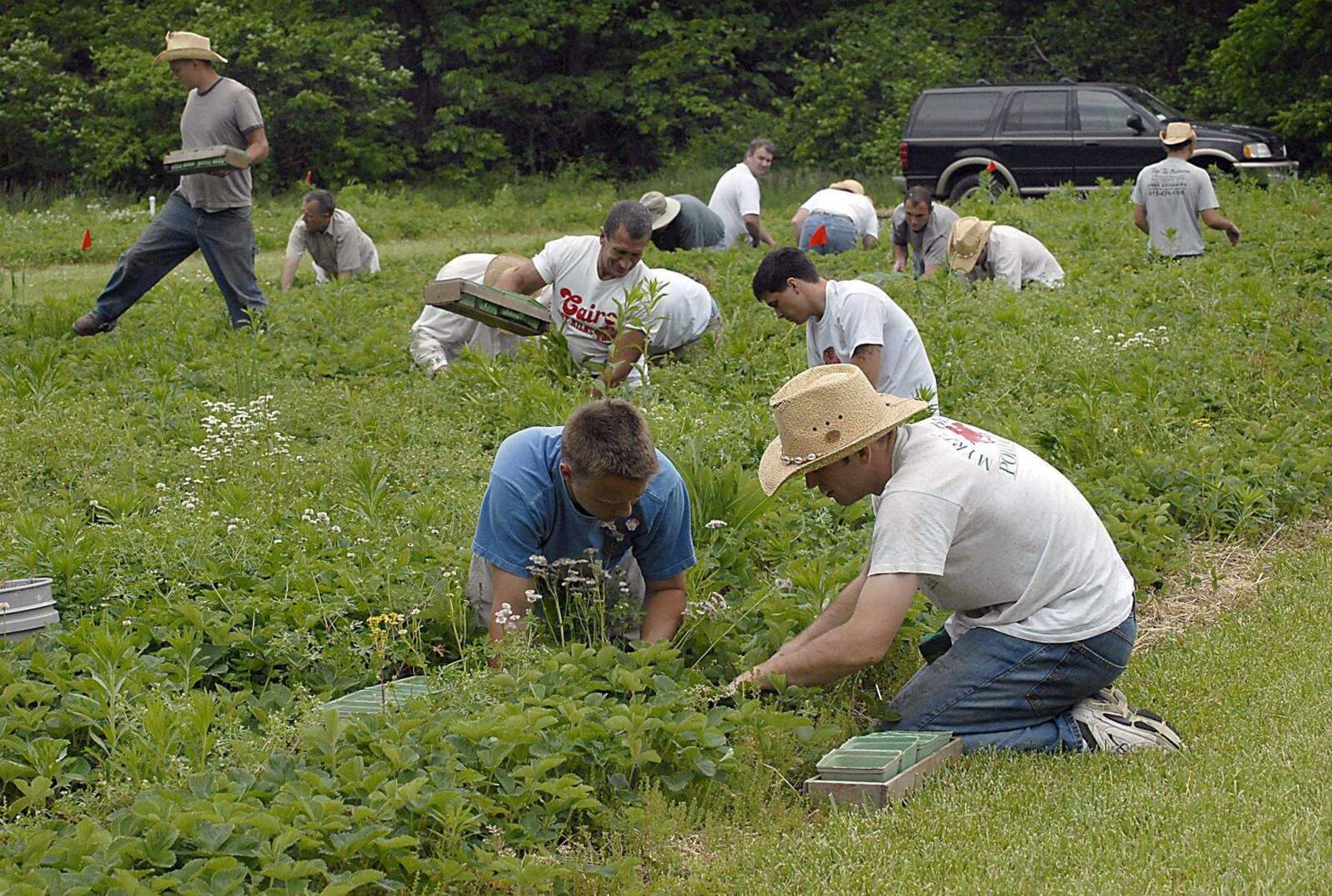 KIT DOYLE ~ kdoyle@semissourian.com
Nathan Bingle, center, and John Bechtel, right, picked a row of strawberries Thursday, May 22, 2008, along with other Teen Challenge students and staff north of Cape Girardeau.