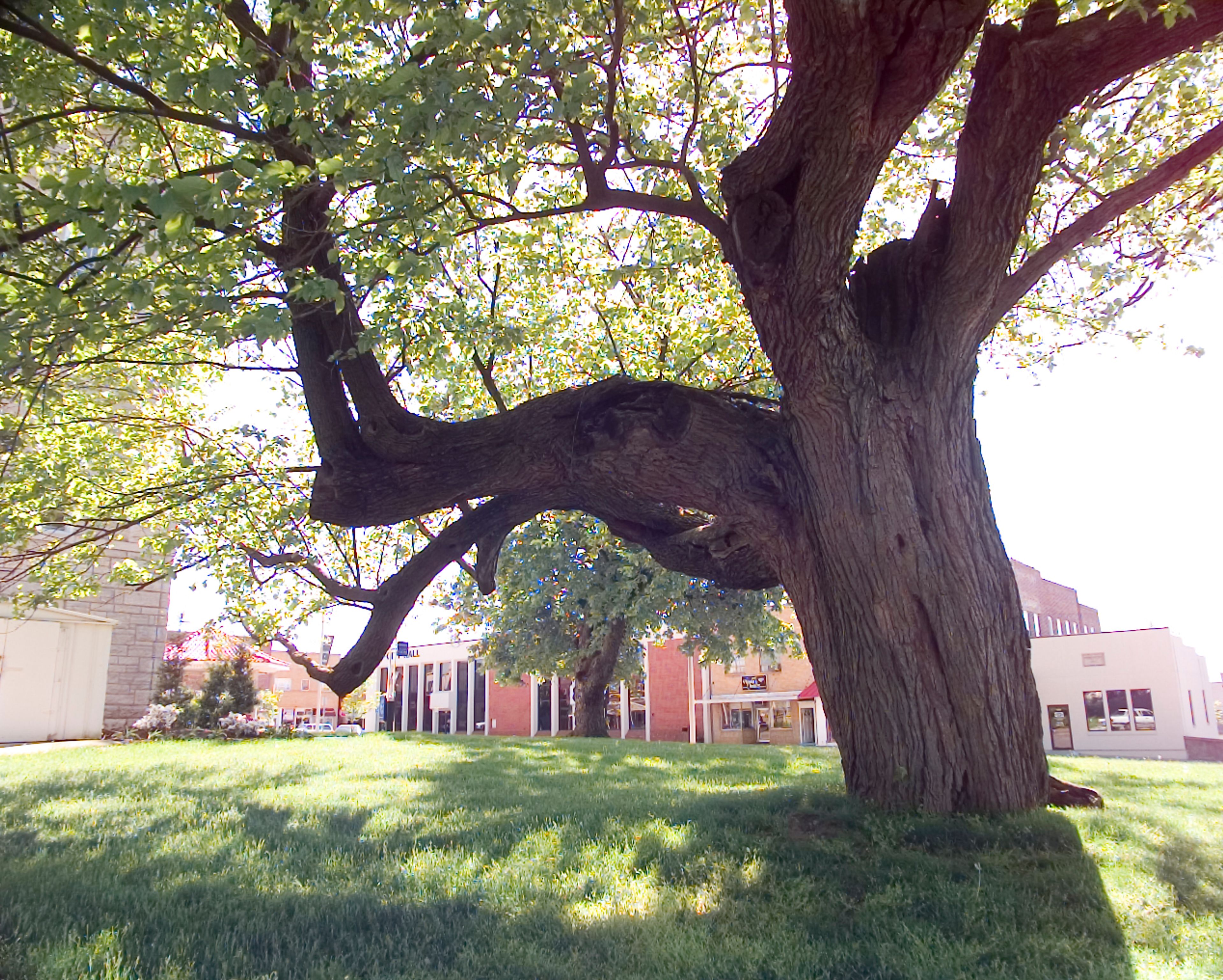 This mulberry "hanging tree" stood on the north side of the Cape Girardeau County Courthouse in Jackson in May 1999.