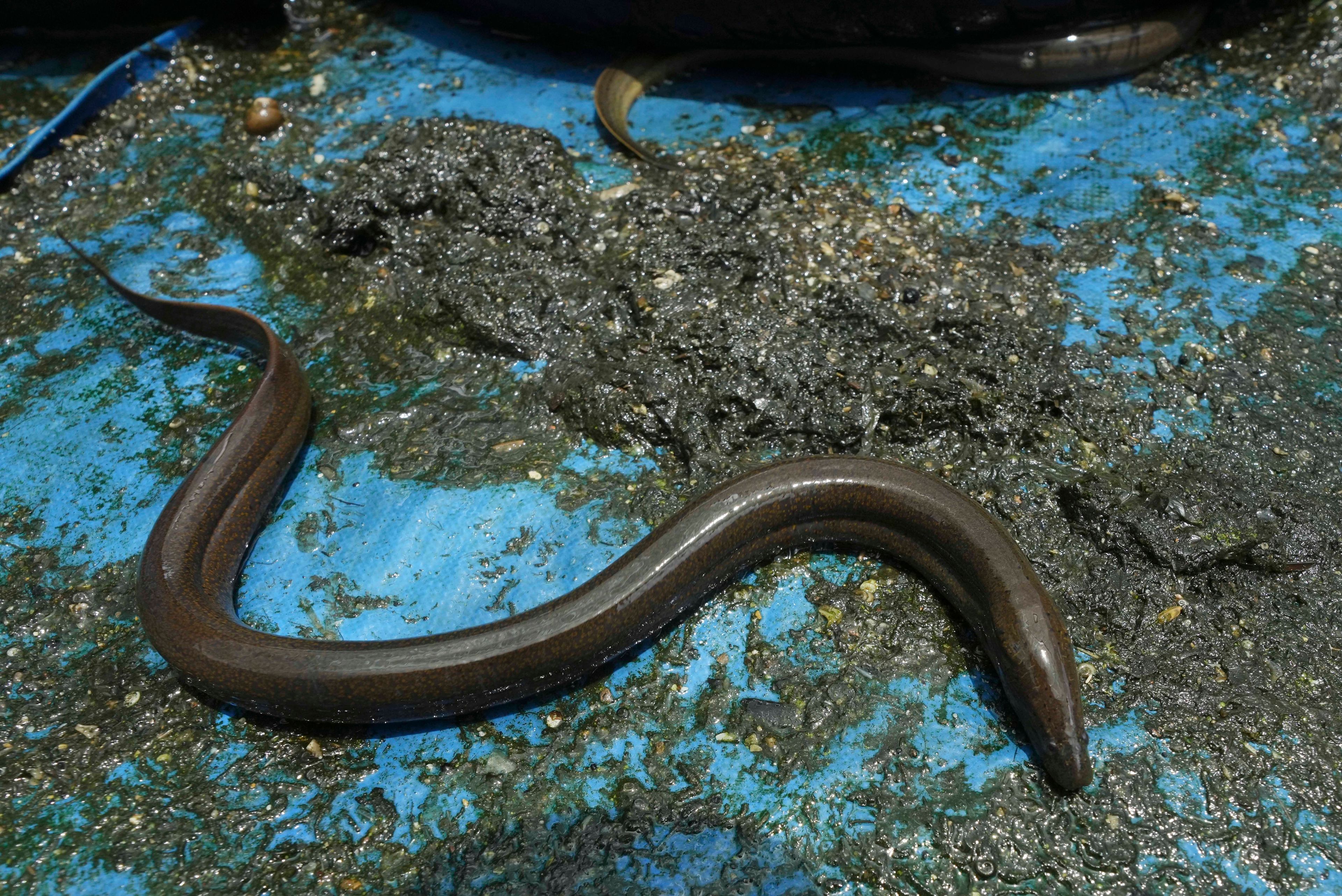 An eel crawls in a pool as its farm owner replaces water in the eel rearing pool at Tonle Sap complex, north of Phnom Penh, Cambodia, Wednesday, July 31, 2024. (AP Photo/Heng Sinith)