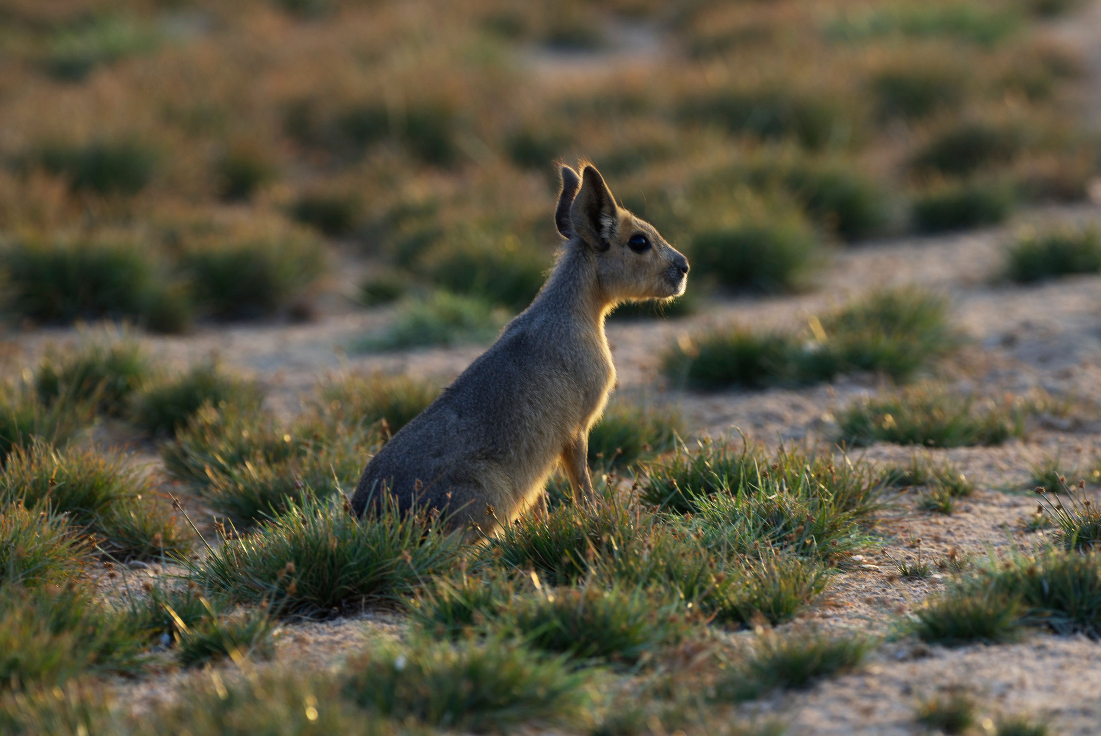 A Patagonia mara is seen at Al Qudra Lakes in Dubai, United Arab Emirates, Thursday, Nov. 21, 2024. (AP Photo/Jon Gambrell)