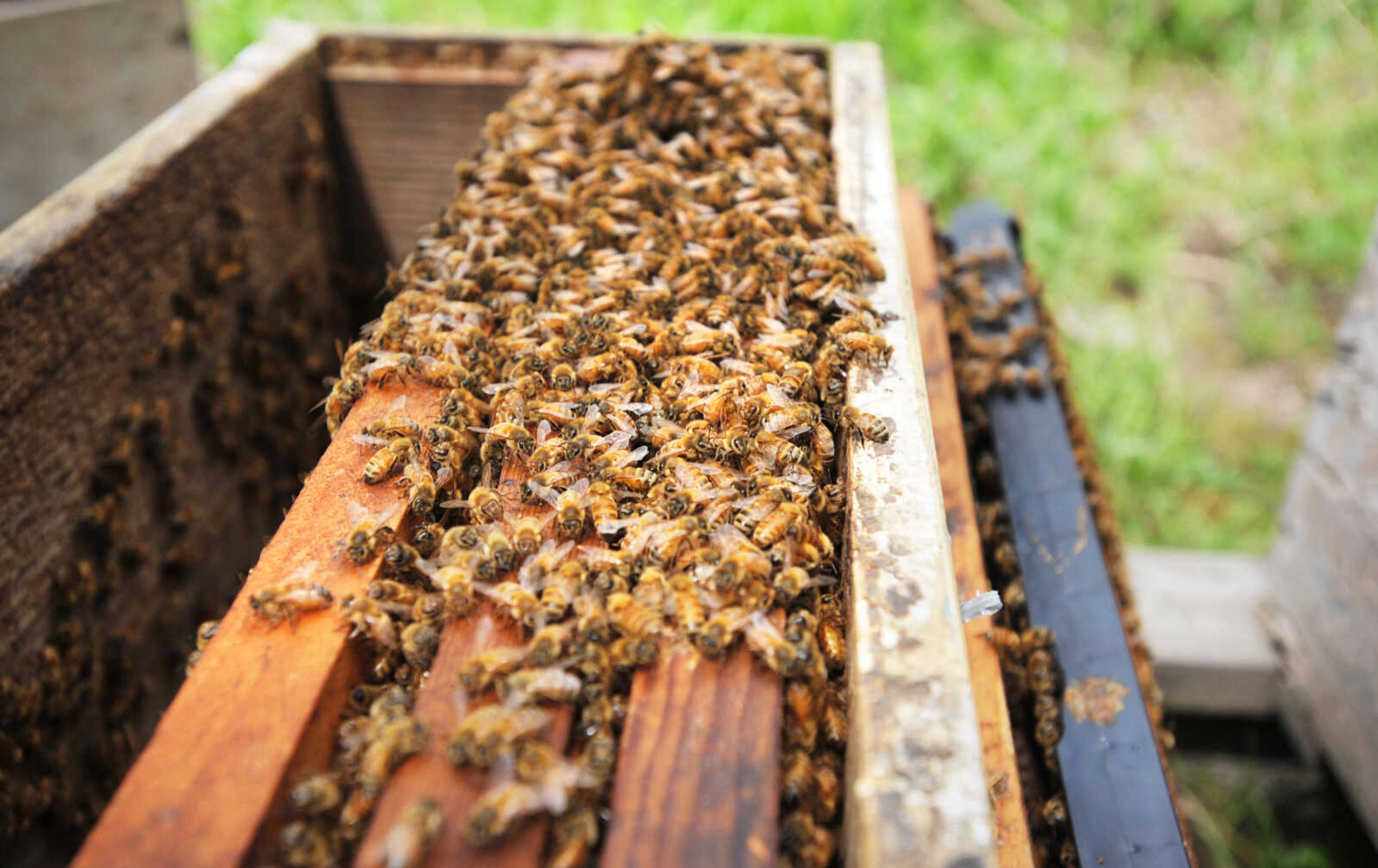 LAURA SIMON ~ lsimon@semissourian.com

Honey bees got to work in one of Grant Gilliard's Cape Girardeau County hives.