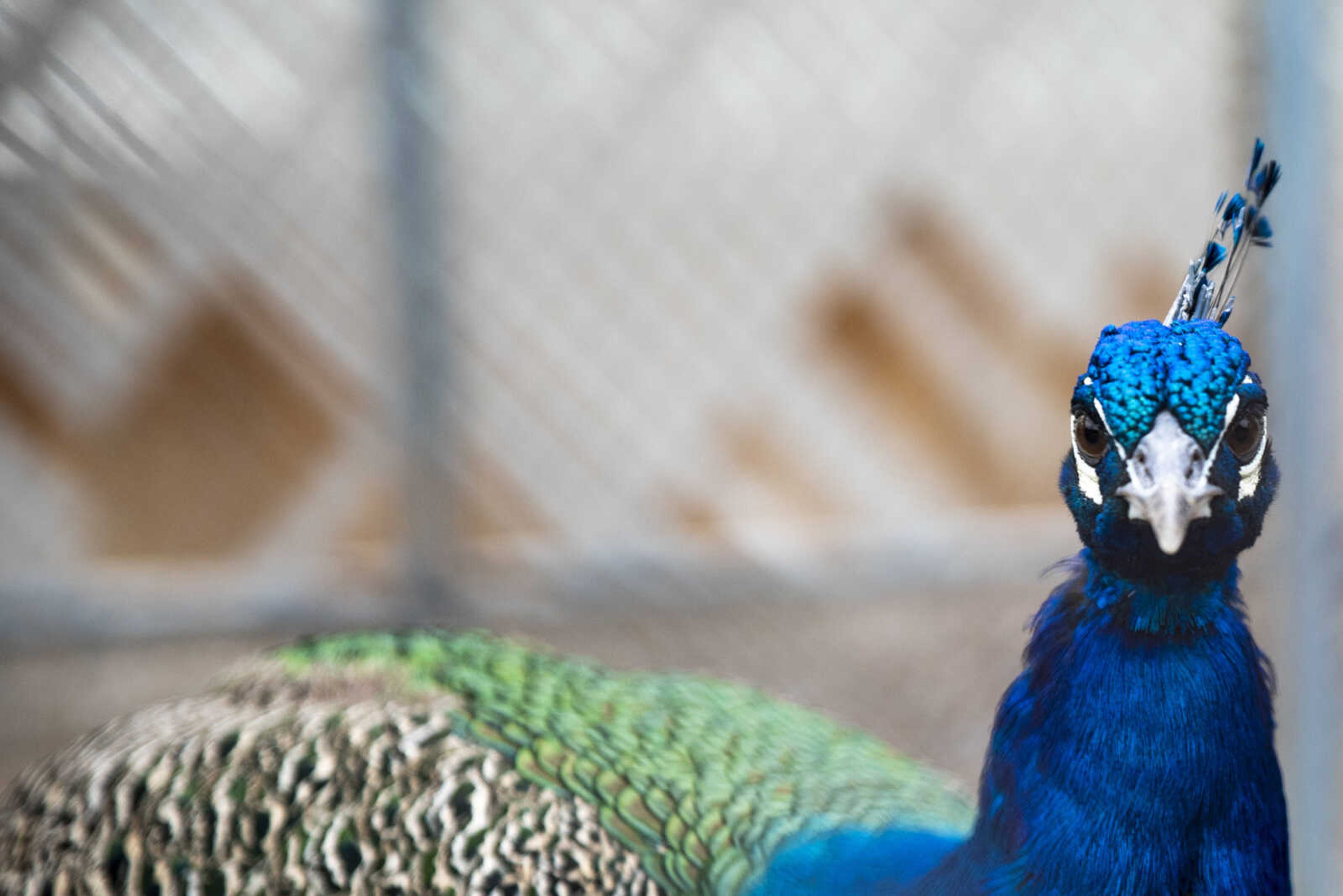 A peacock is seen in the enclosure at Cape County Memorial Park Cemetery Tuesday, Oct. 16, 2018, in Cape Girardeau.