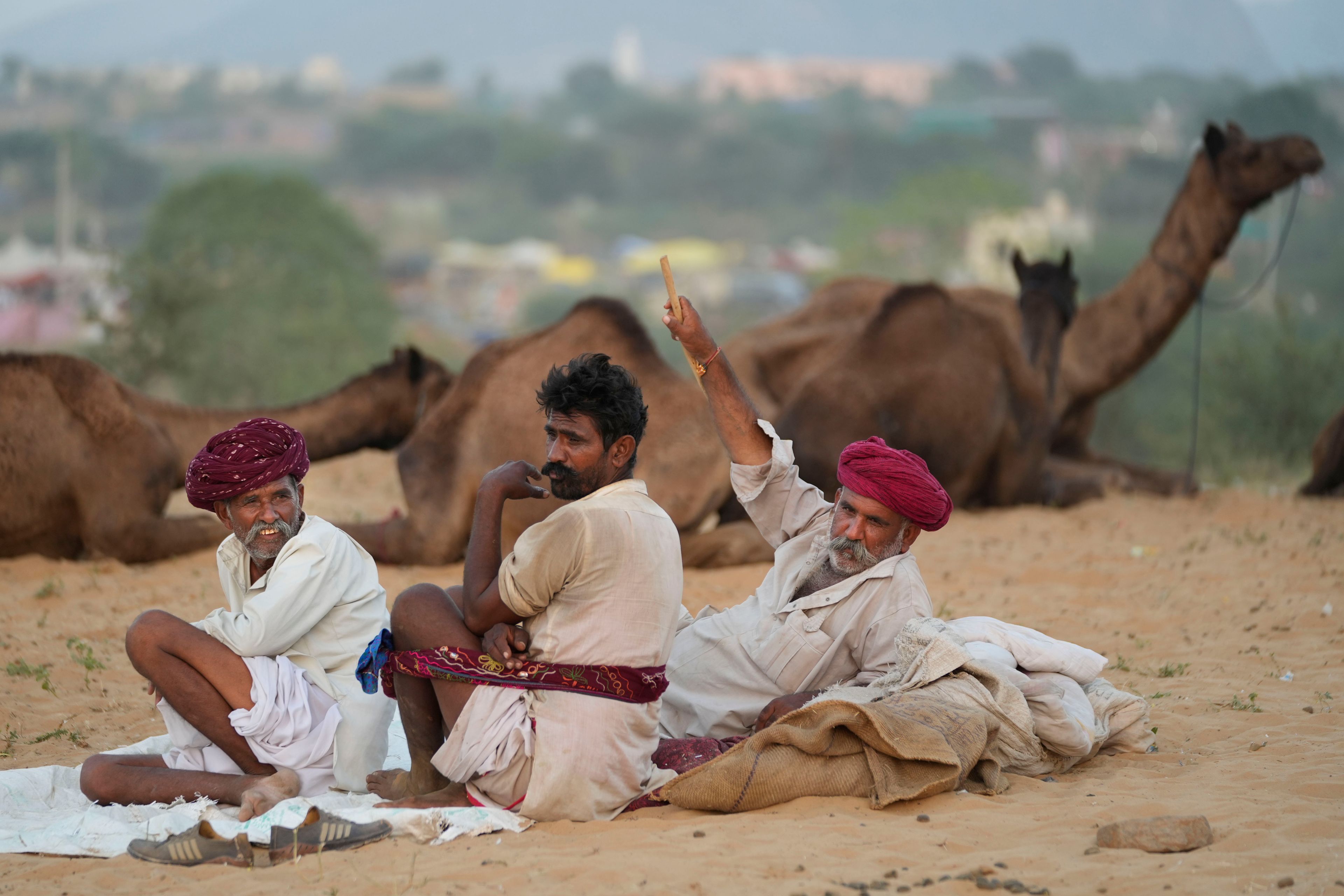 Herders sit next to their camels as they wait for prospective buyers at a camel fair in Pushkar, in the northwestern Indian state of Rajasthan, Wednesday, Nov. 6, 2024. (AP Photo/Deepak Sharma)