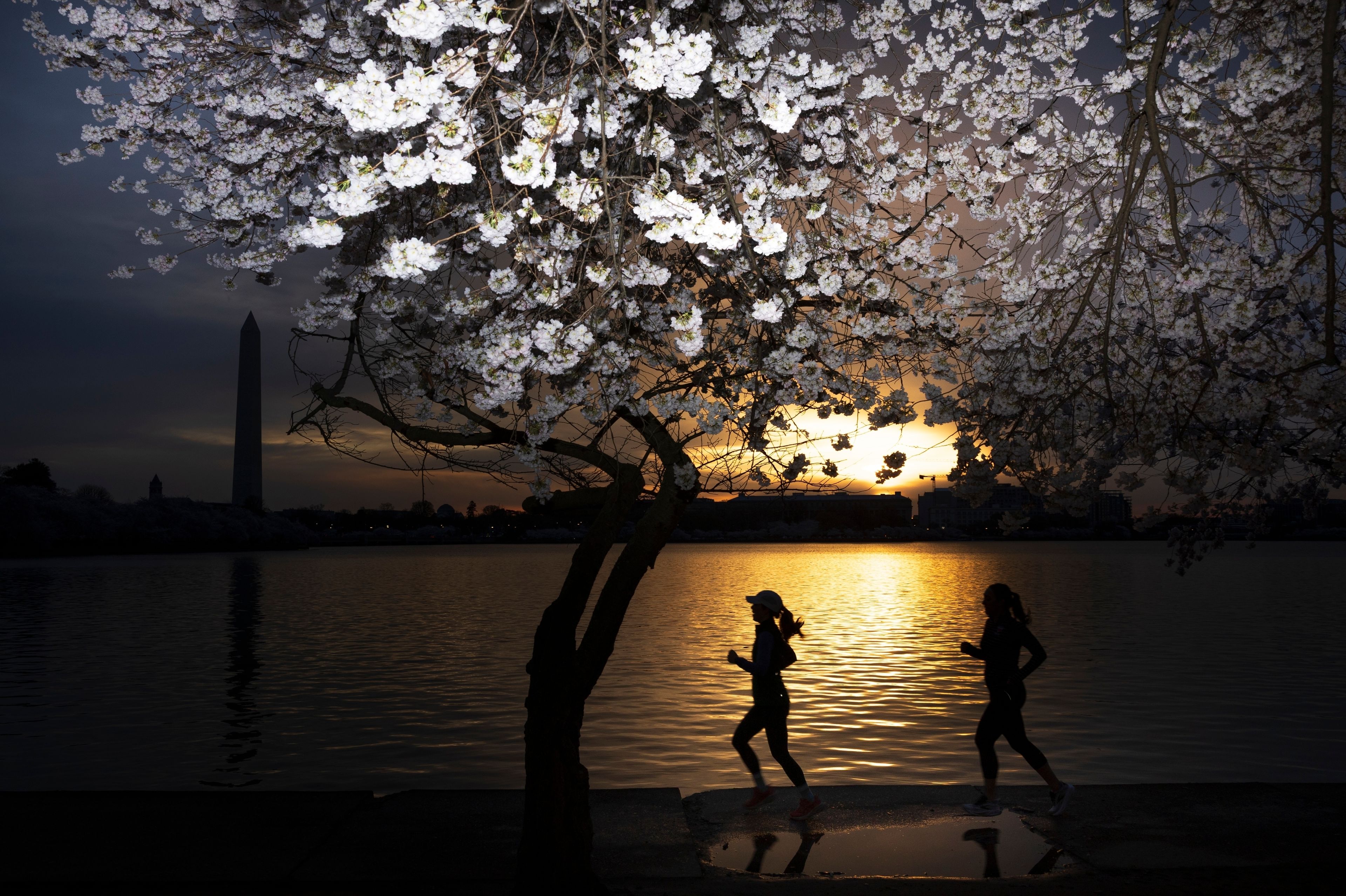A world in bloom: Spring flowers unfold from Tokyo to Mexico