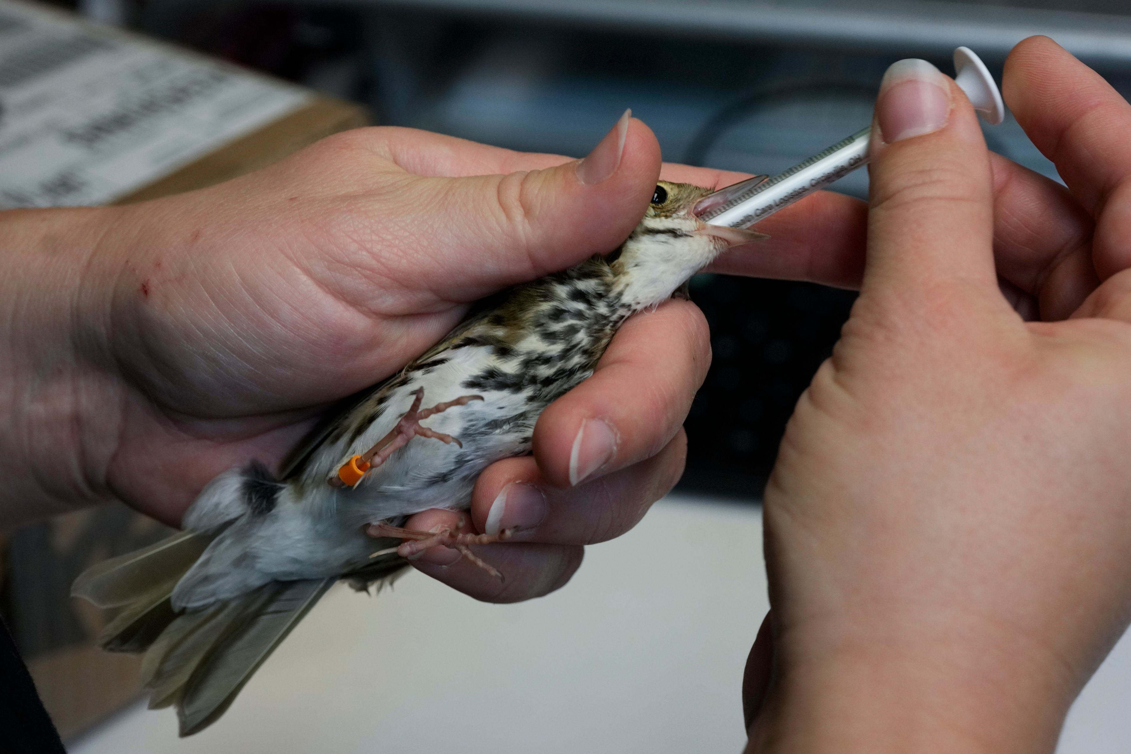 Sarah Reich, head veterinarian at the DuPage Wildlife Conservation Center, gives medication to an injured Ovenbird, a migrating songbird of the warbler family, at the wildlife center, Friday, Oct. 4, 2024, in Glen Ellyn, Ill. (AP Photo/Erin Hooley)