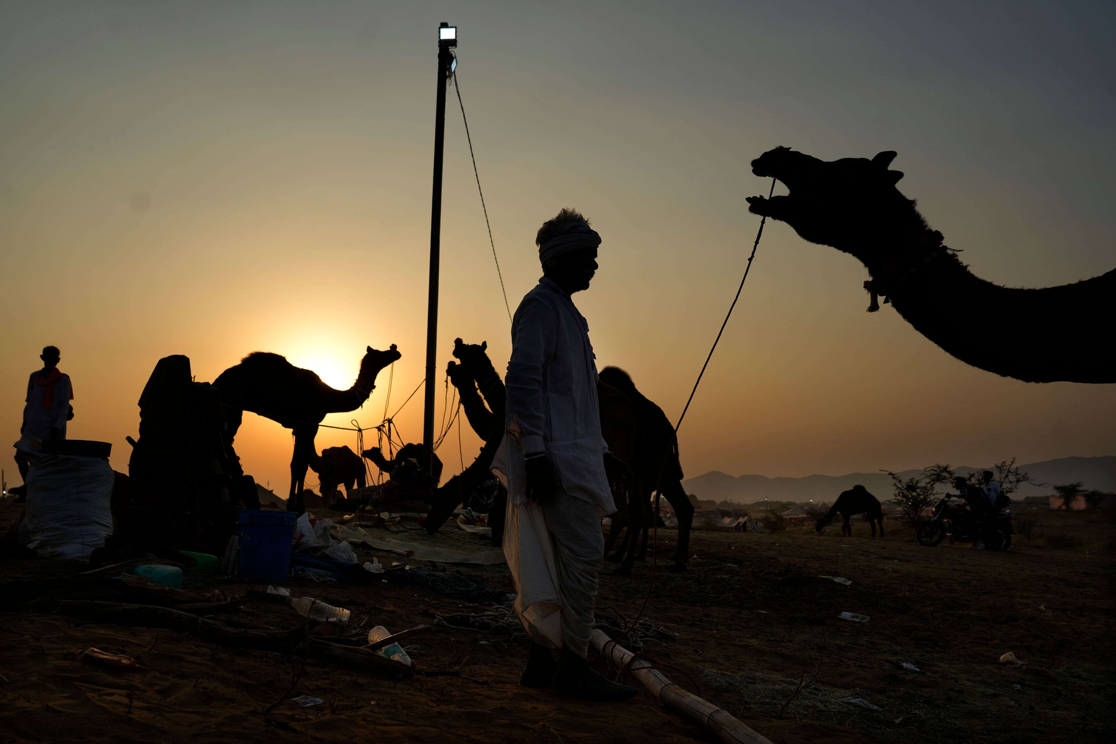 A herder prepares to leave with his camels after attending a camel fair in Pushkar, in the northwestern Indian state of Rajasthan, Thursday, Nov. 14, 2024. (AP Photo/Deepak Sharma)