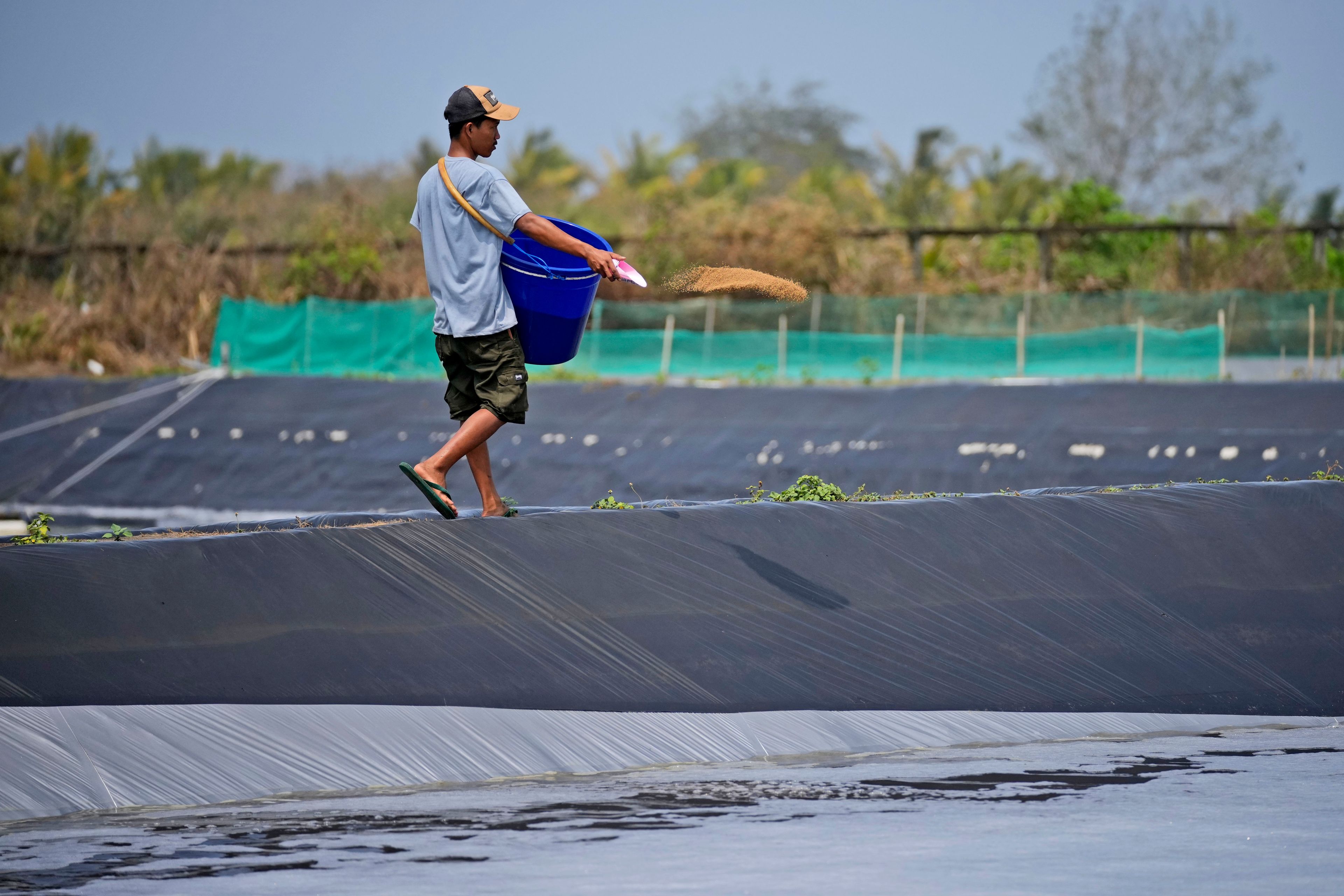 Farm worker Andika Yudha Agusta feed shrimps at a shrimp farm in Kebumen, Central Java, Indonesia, Tuesday, Sept. 24, 2024. (AP Photo/Dita Alangkara)