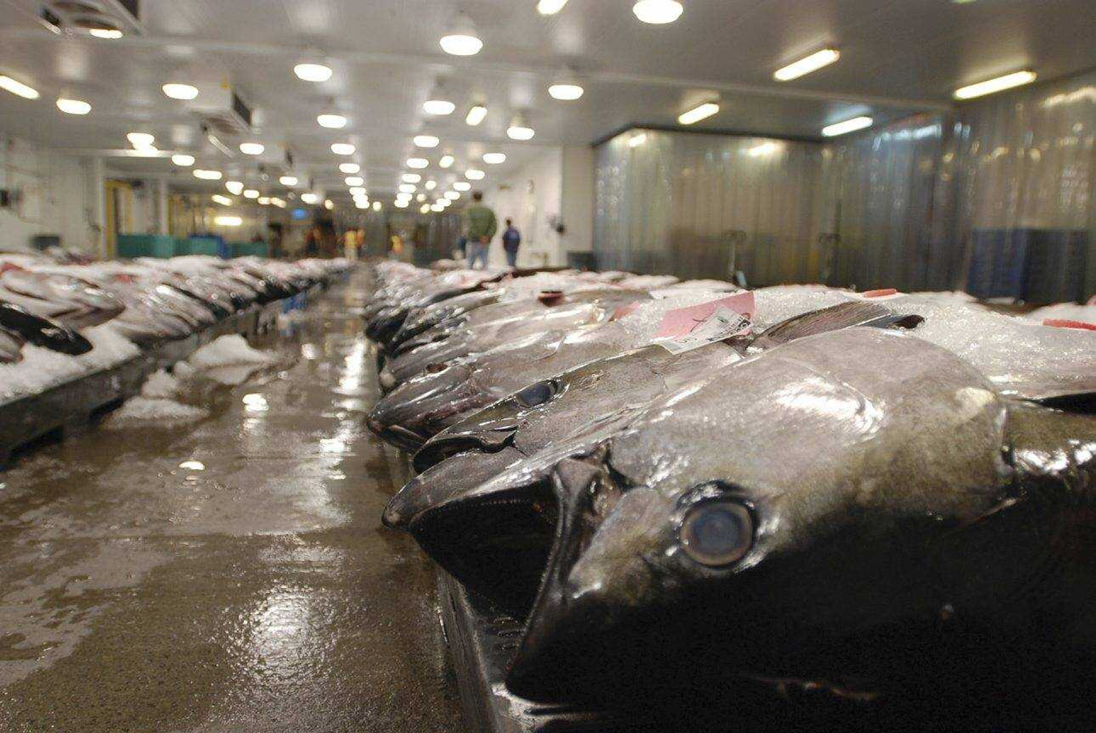 Tuna caught by foreign fishermen aboard American boats are lined up at the Honolulu Fish Auction at Pier 38 in Honolulu.