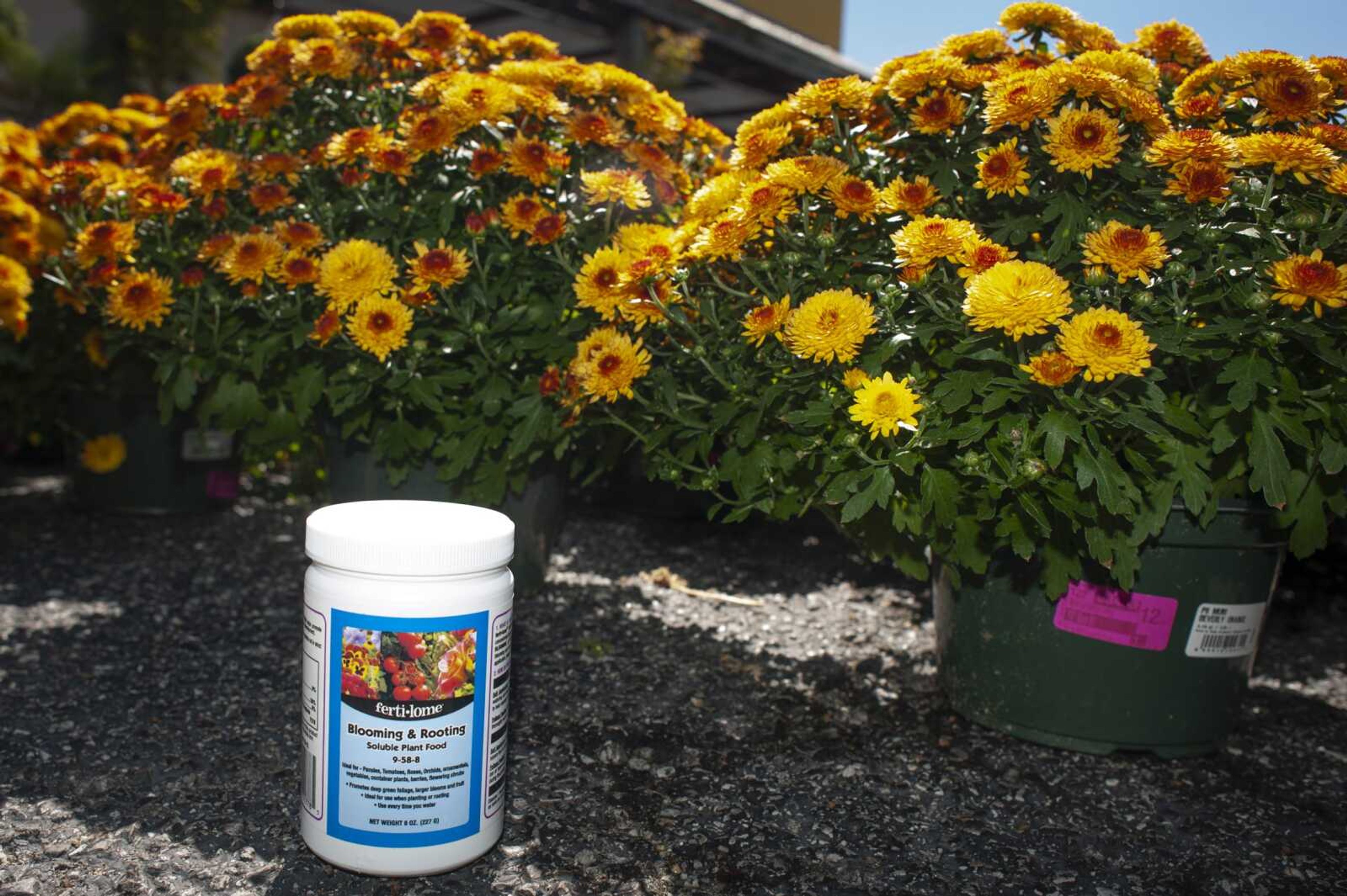 Mums the word: How to plant your chrysanthemums