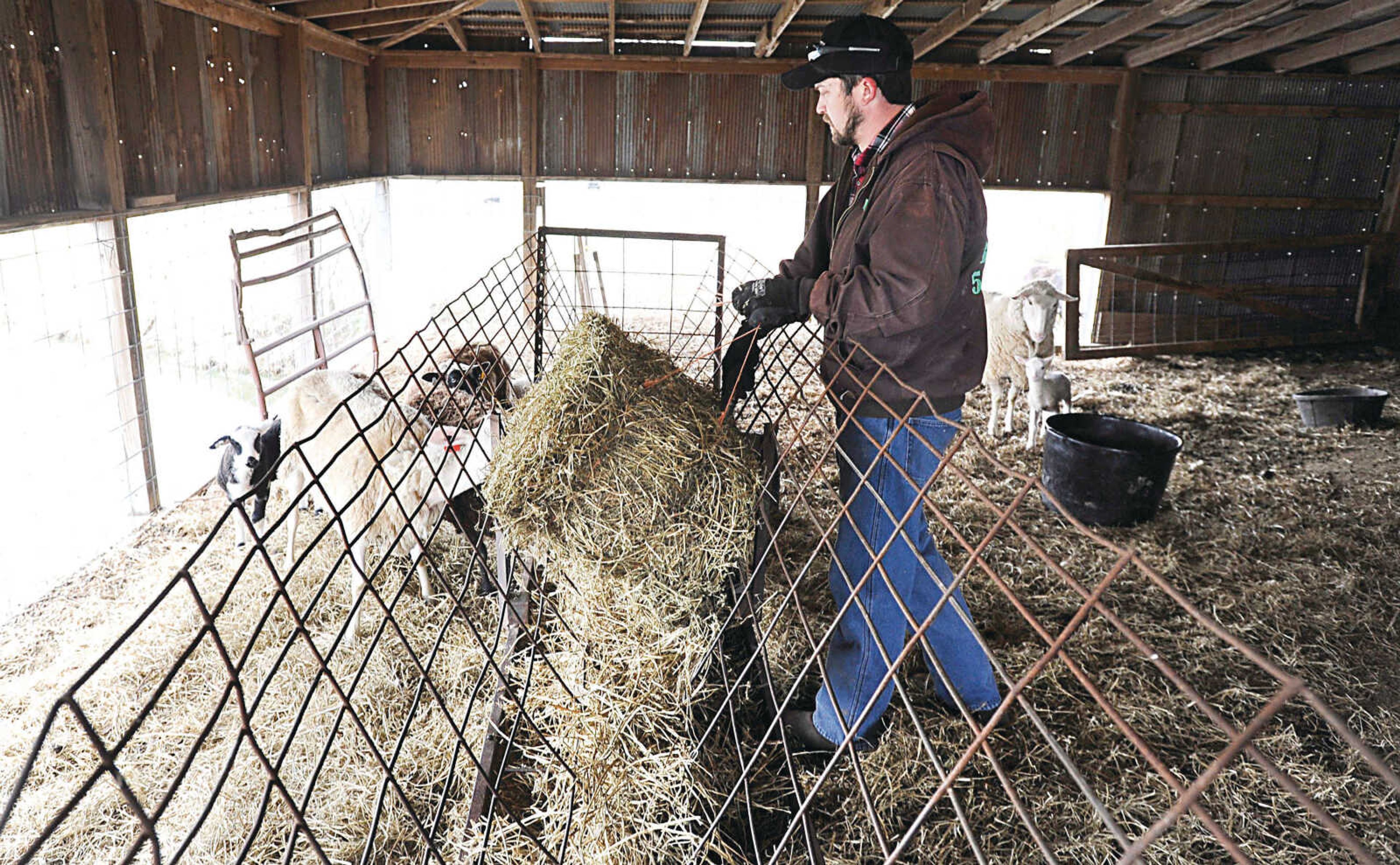 Mark Kasten puts out hay for his sheep at Kasten Sheep Dairy in Perry County.