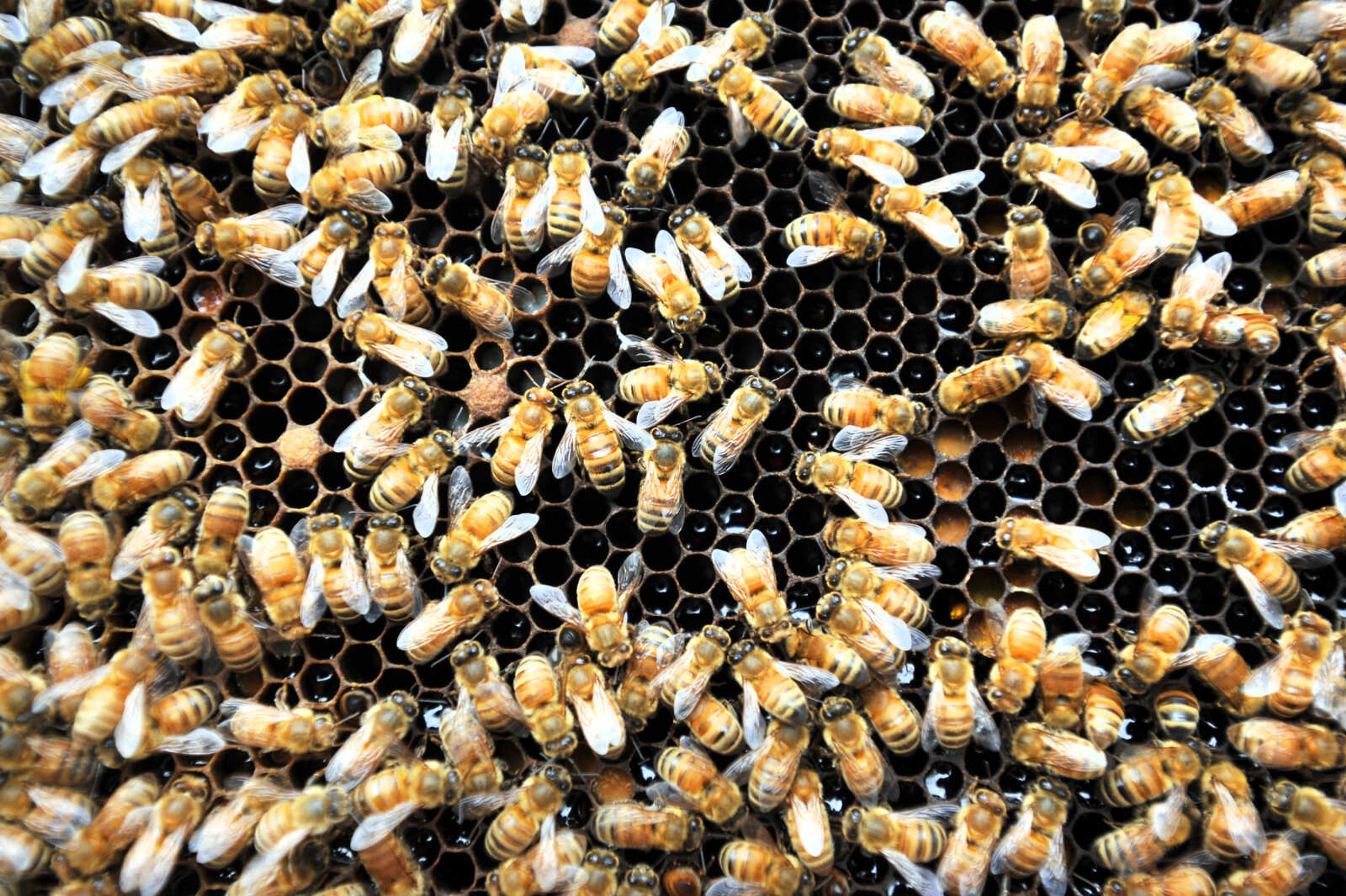 LAURA SIMON ~ lsimon@semissourian.com

Honey bees got to work in one of Grant Gilliard's Cape Girardeau County hives.