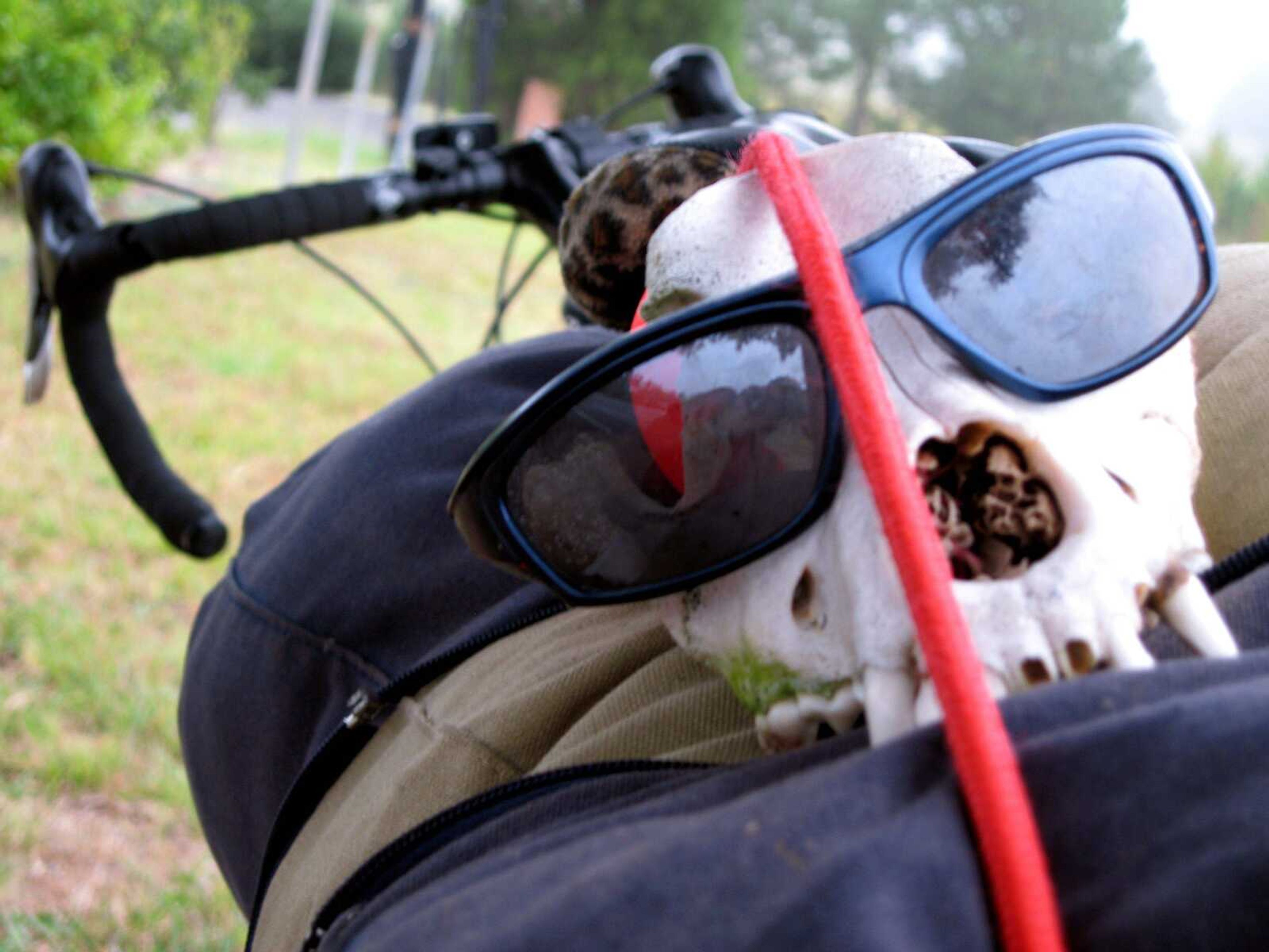 Cool dog skull on the Bianchi north of Durham, N.C.