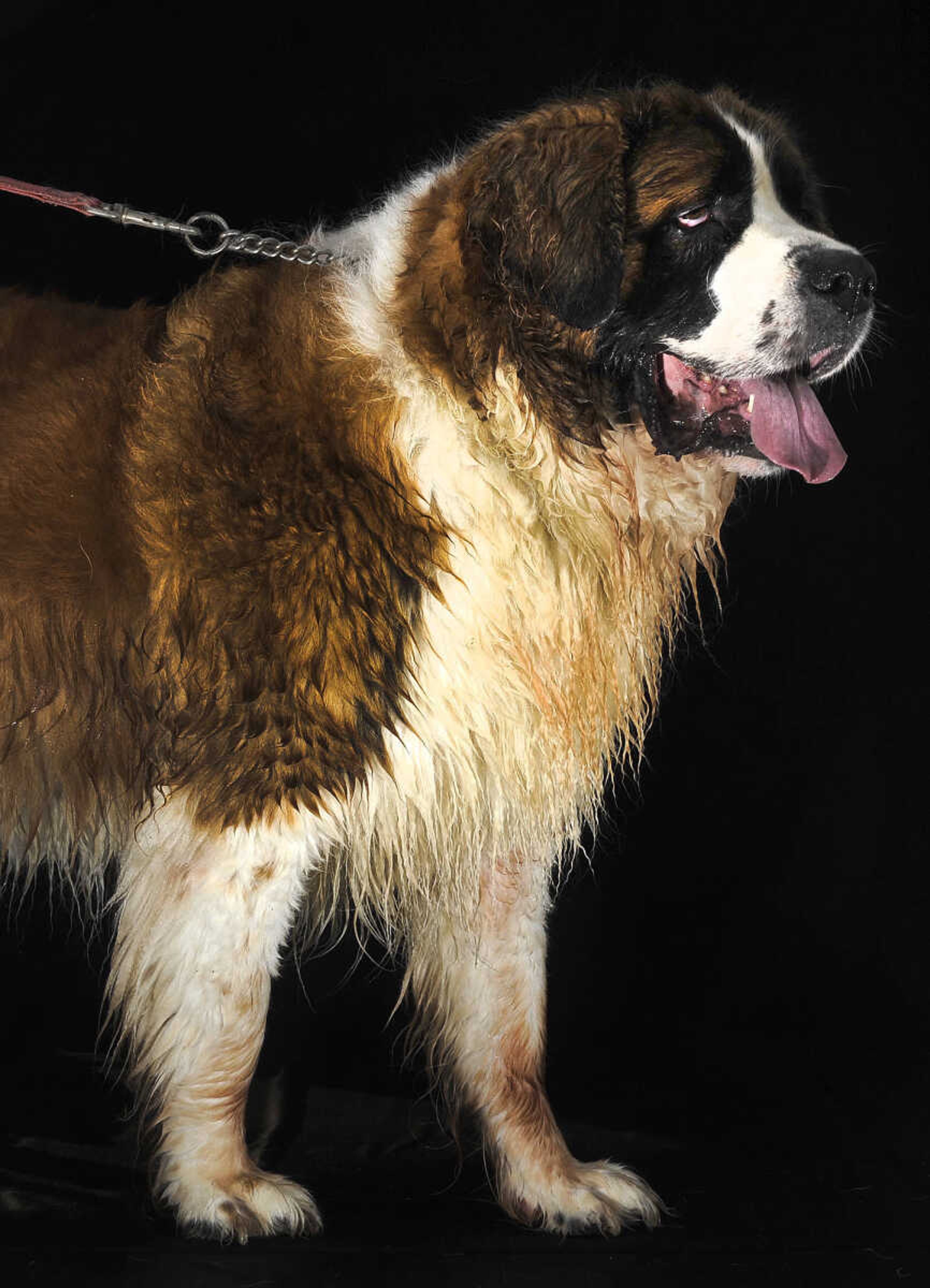 LAURA SIMON ~ lsimon@semissourian.com

Doggy Swim Day at Cape Splash, Sunday, Sept. 27, 2015, in Cape Girardeau. Leashed dogs got to swim and play in the lazy river and swimming pools with their owners. Proceeds from event benefit the Cape Girardeau Parks and Recreation Foundation.