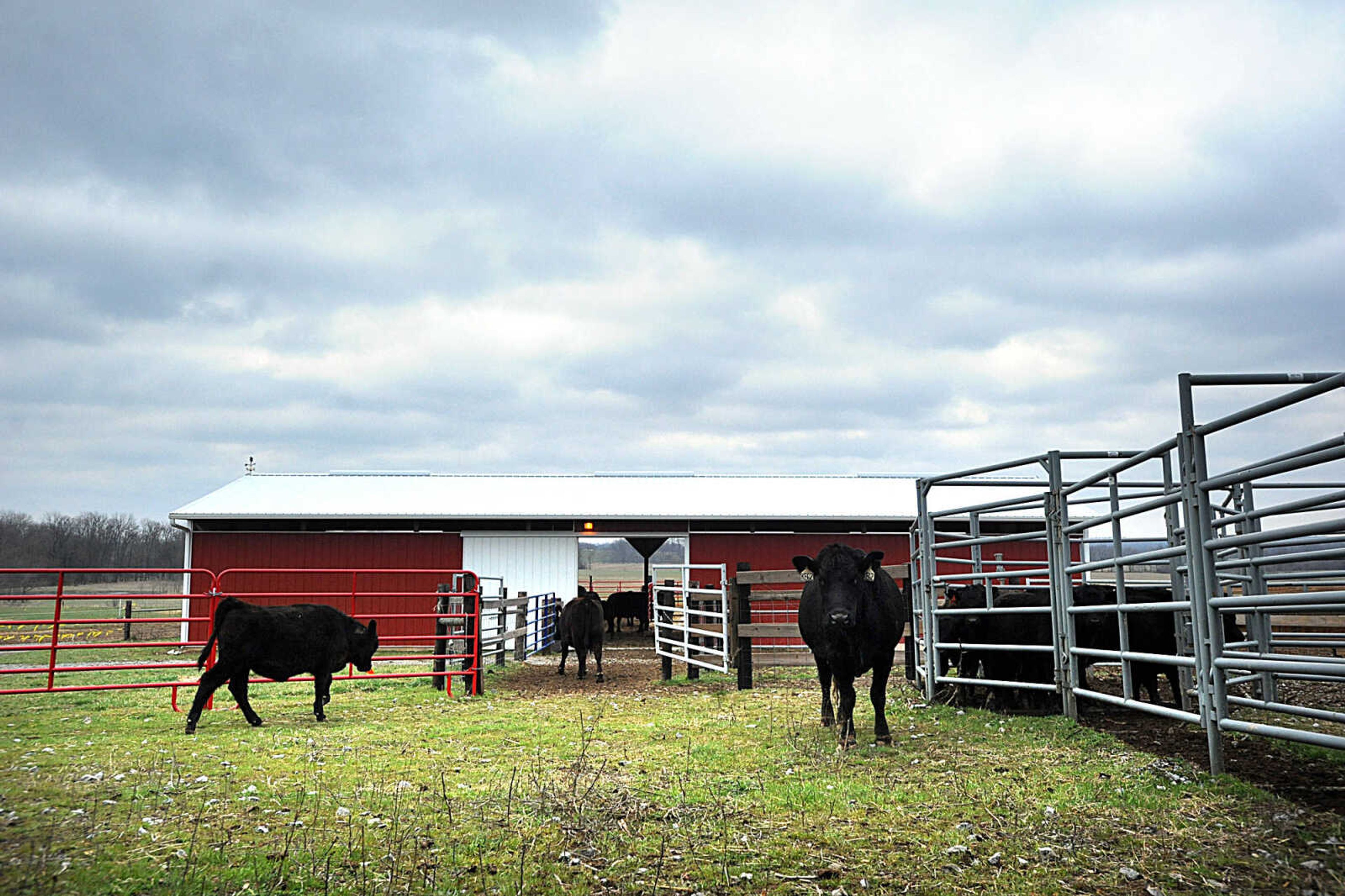 LAURA SIMON ~ lsimon@semissourian.com

Calves head back to the field after receiving tags, a weaning device and vaccines at the Southeast Missouri State University's David M. Barton Agriculture Research Center in Gordonville.