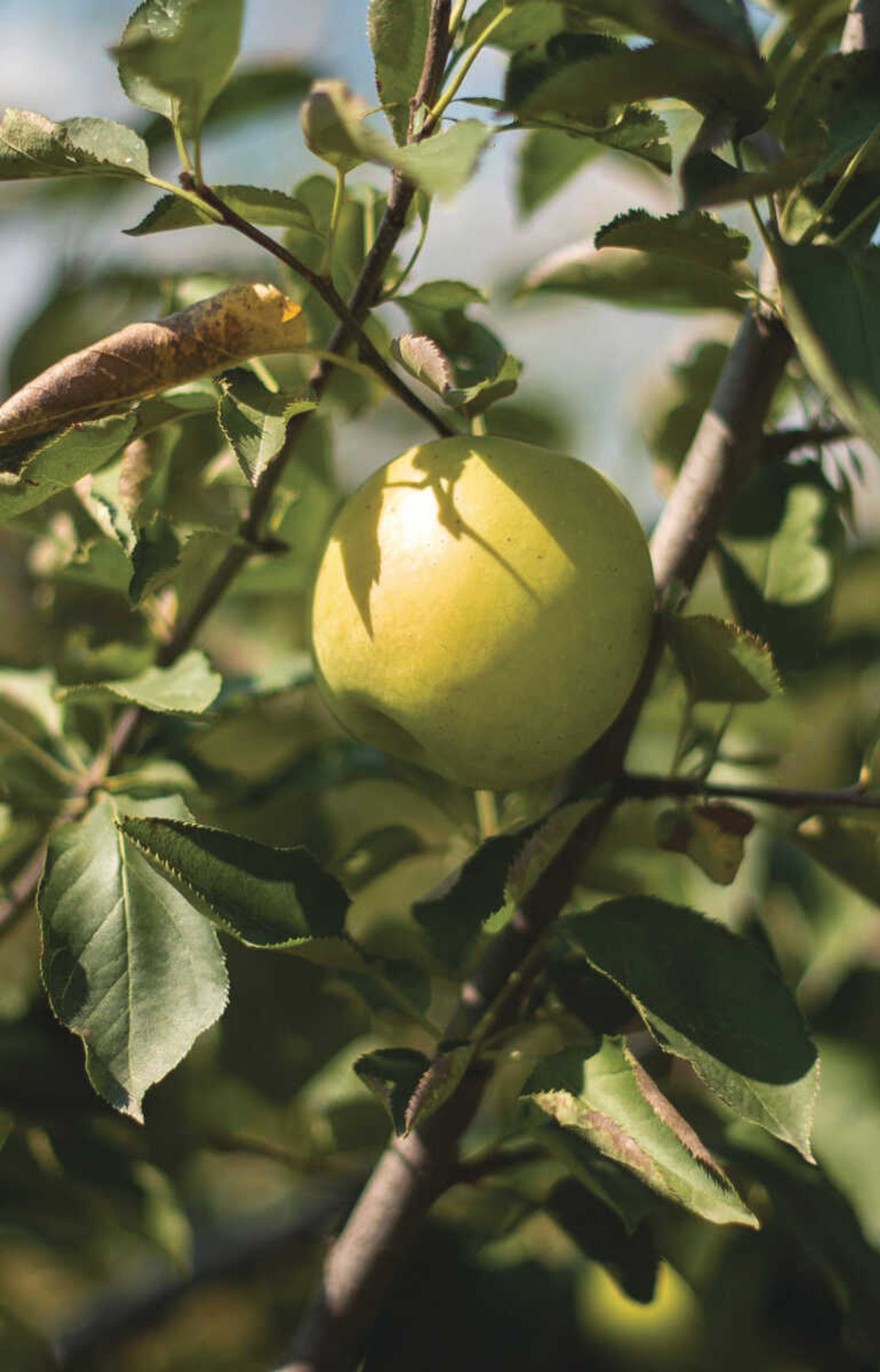 An apple hangs in a tree at Knowlan Family Farm Saturday, Sept. 16, 2017 in Burfordville.