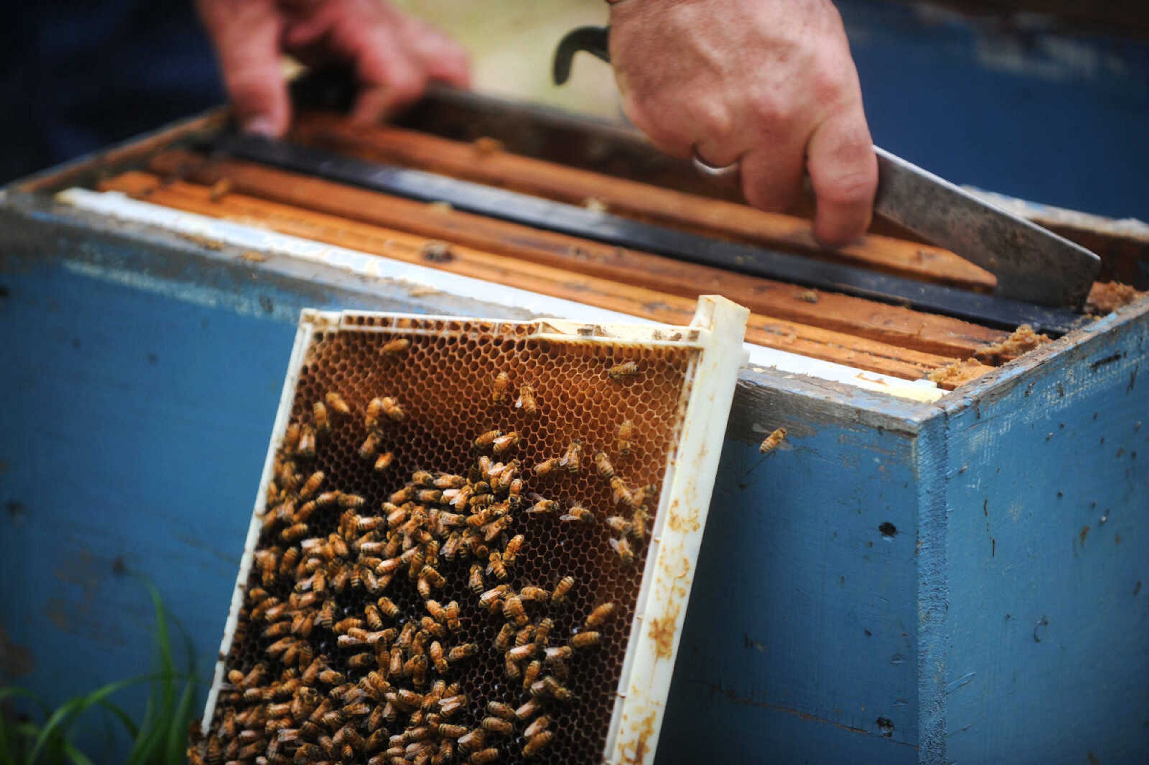 LAURA SIMON ~ lsimon@semissourian.com

Grant Gilliard checks on his beehives in Cape Girardeau County.