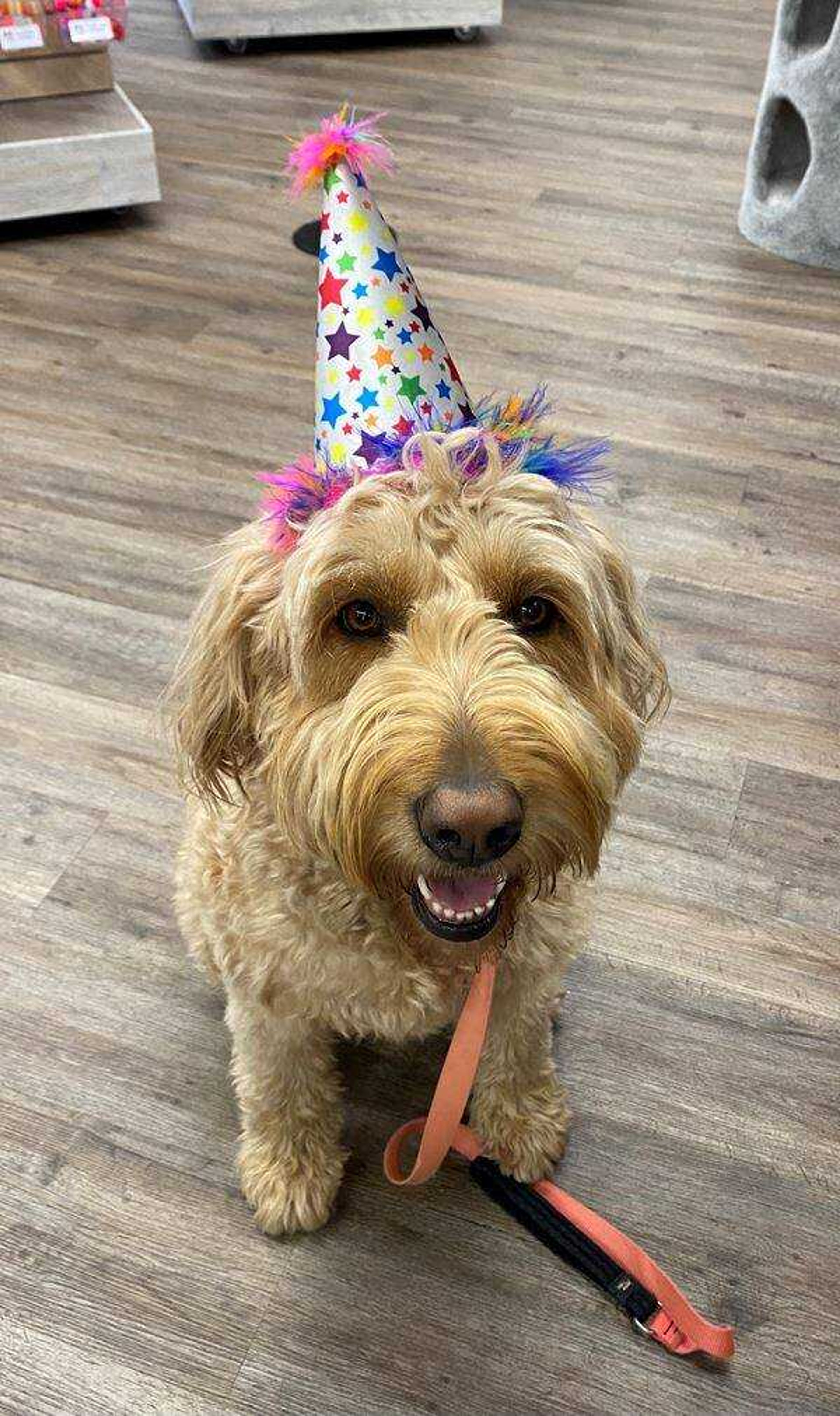 Nala celebrating her birthday - Nala is excited to celebrate her birthday with her human family. Her special day is Dec. 24, and she is 5 years old. Sh gets a doggie cupcake and singing her bday song!