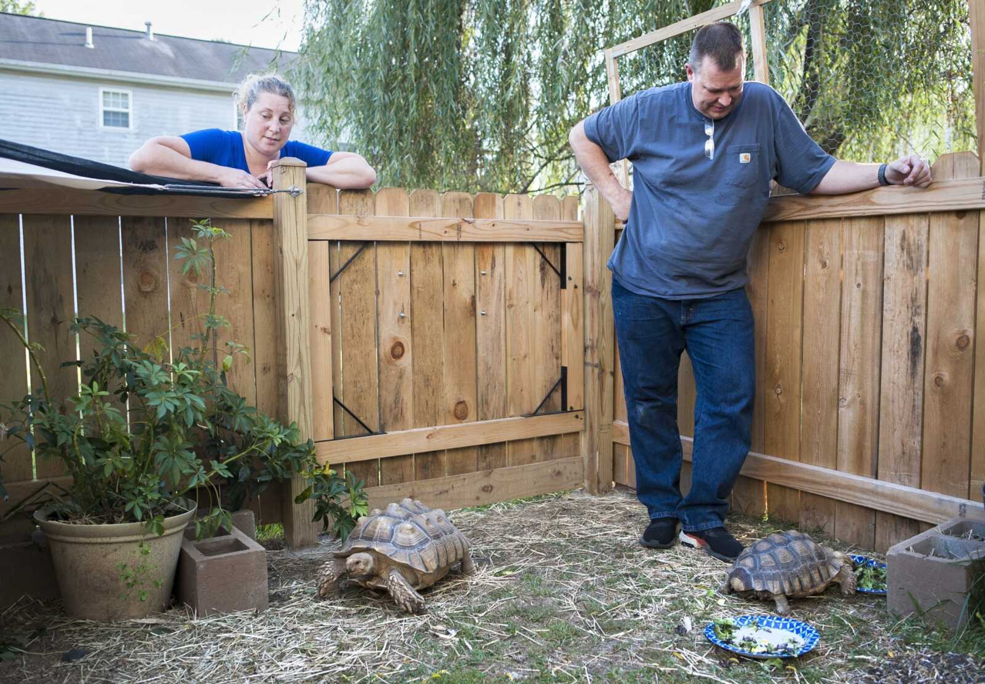 Tara and Dru Reeves watch their two sulcata tortoises, Duckie and Sheldon, as Sheldon finishes eating Sept. 12 at Reeves Reptile Rescue in Jackson. The tortoises live in a custom-built gated enclosure with shaded areas to keep them cool.