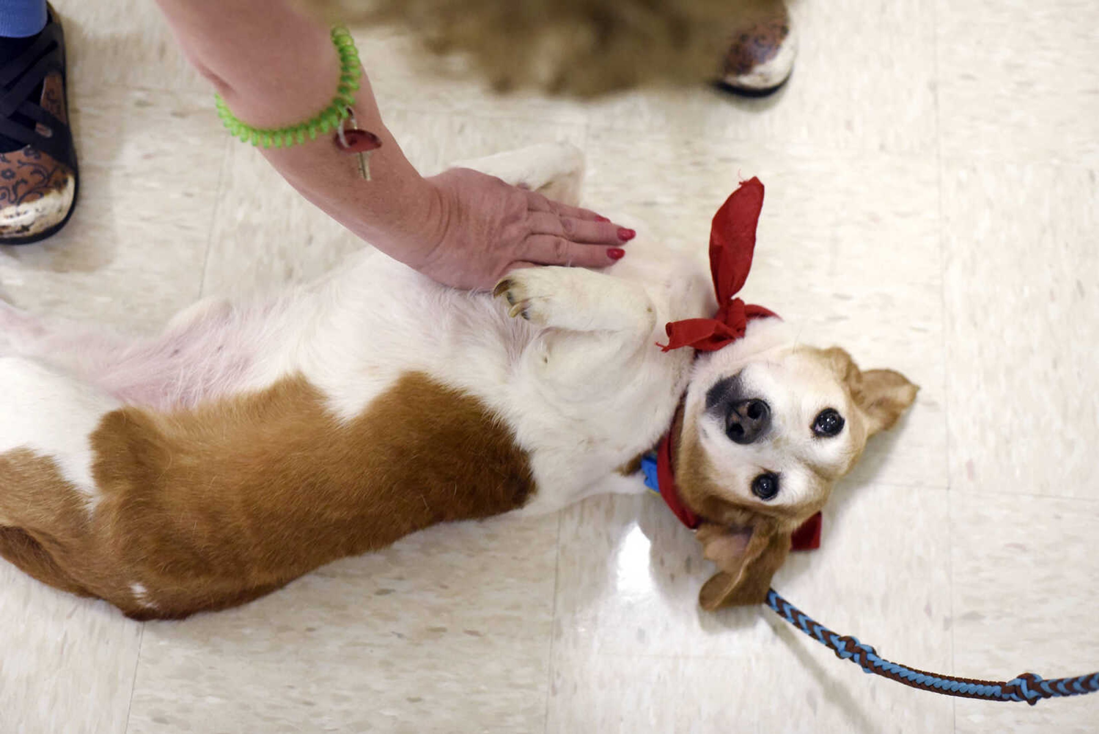 Mogi rolls over for a belly rub on Tuesday, Feb. 21, 2017, during the Pet Pals stop at the Missouri Veteran's Home in Cape Girardeau.