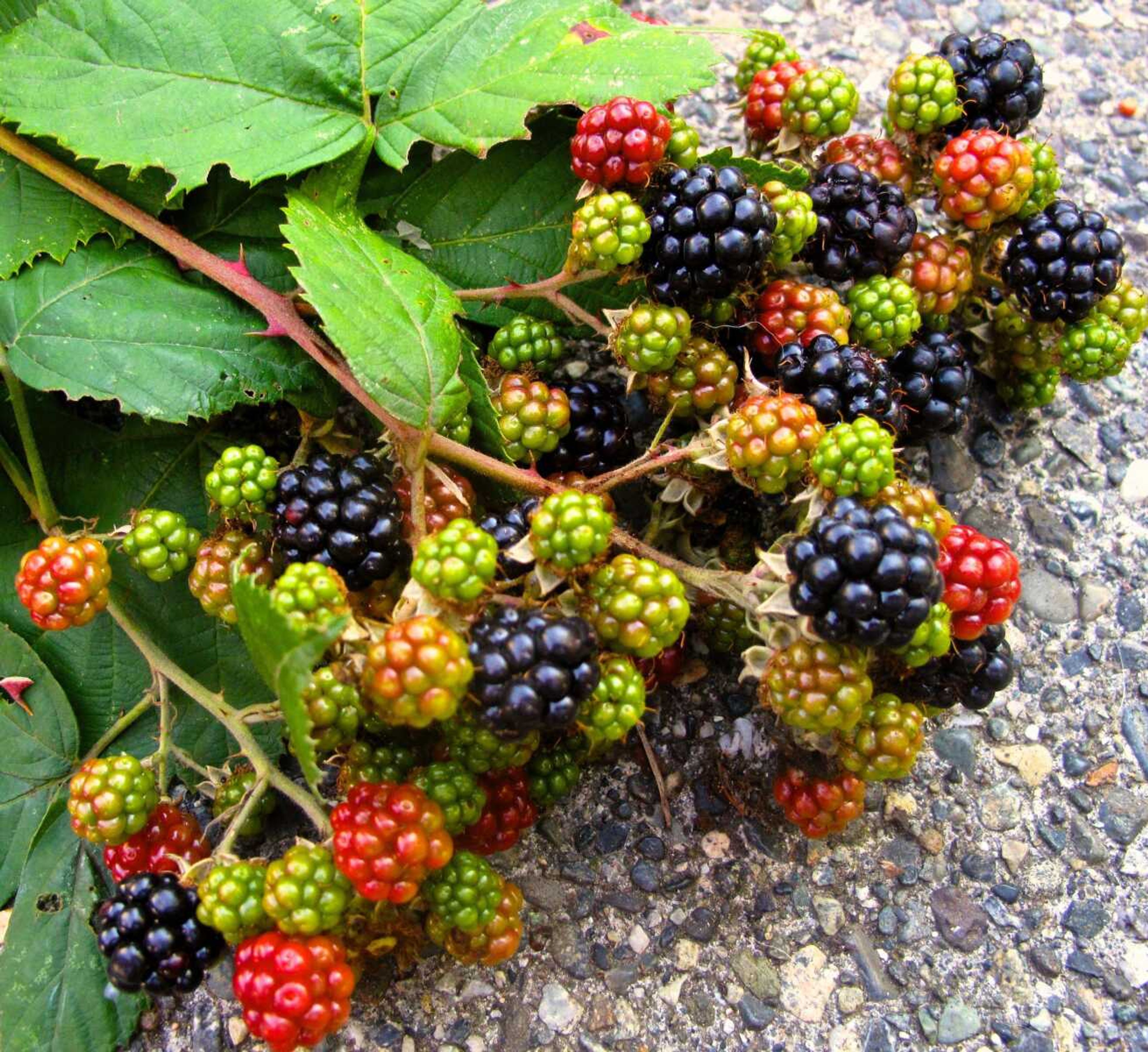 In this Aug. 31, 2013 photo, blackberries, like these growing wild on a farm near Langley, Wash., are especially popular for adding beautiful colors and enriching flavors to blended drinks. Follow the harvest and work with whatever is ripening to flavor your nutrient-rich smoothies. (AP Photo/Dean Fosdick)