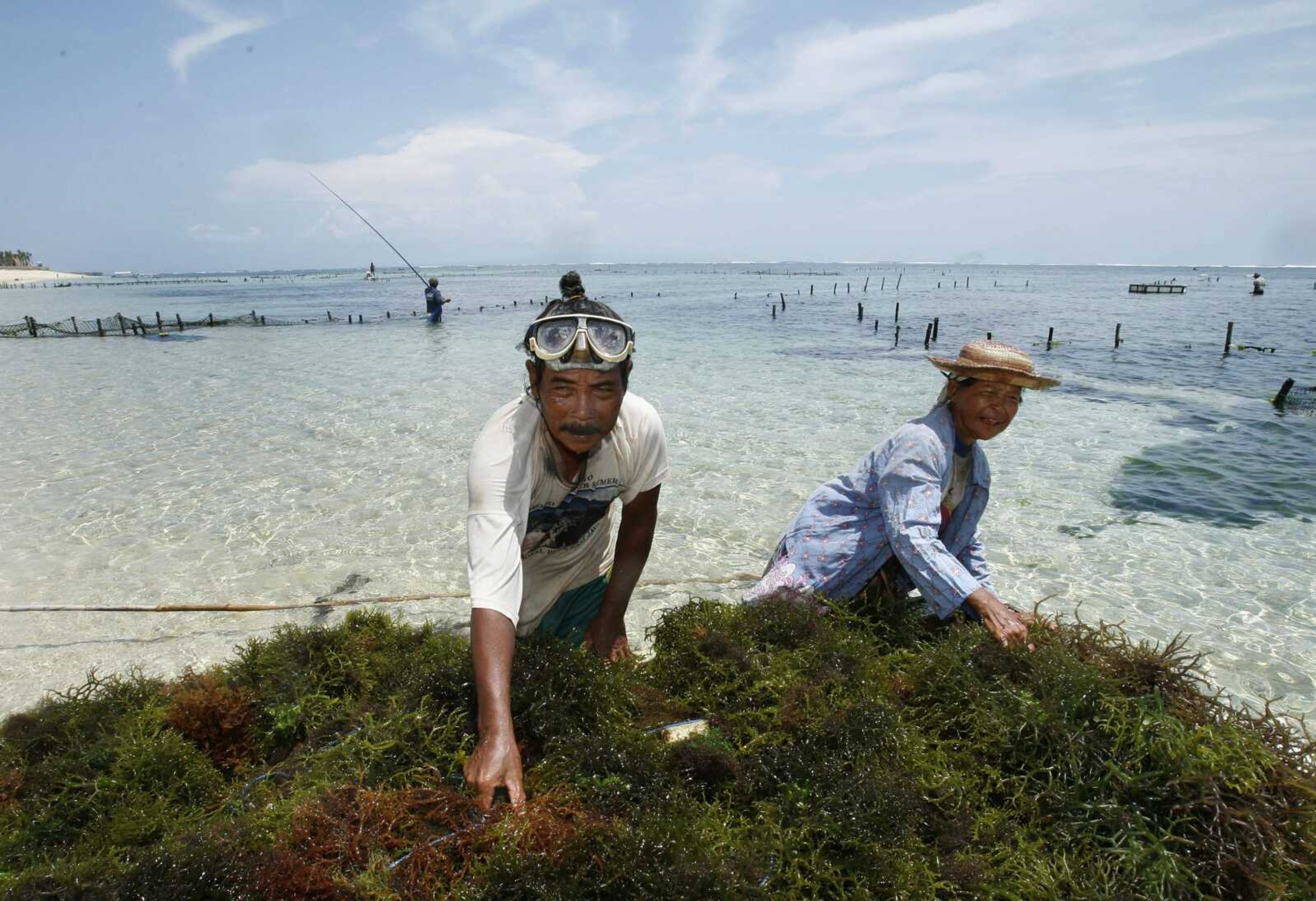 Indonesian seaweed farmers sorted the harvest from their farms Thursday off the beach in Nusa Dua, Bali, Indonesia. Scientists at the climate conference in Bali have suggested seaweed as a way to remove carbon dioxide from the atmosphere. (Ed Wray ~ Associated Press)