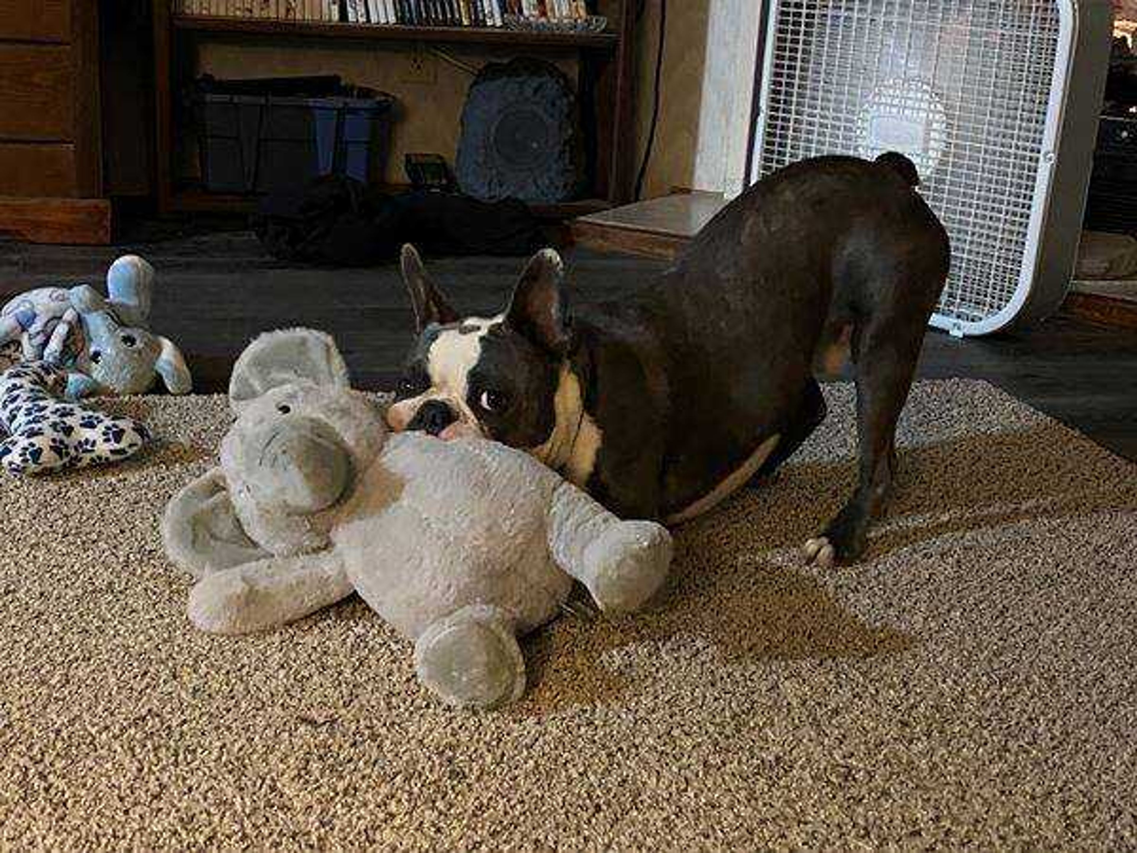 Benny and his baby - This is Benny joe and he loves his baby elephants as you can tell.