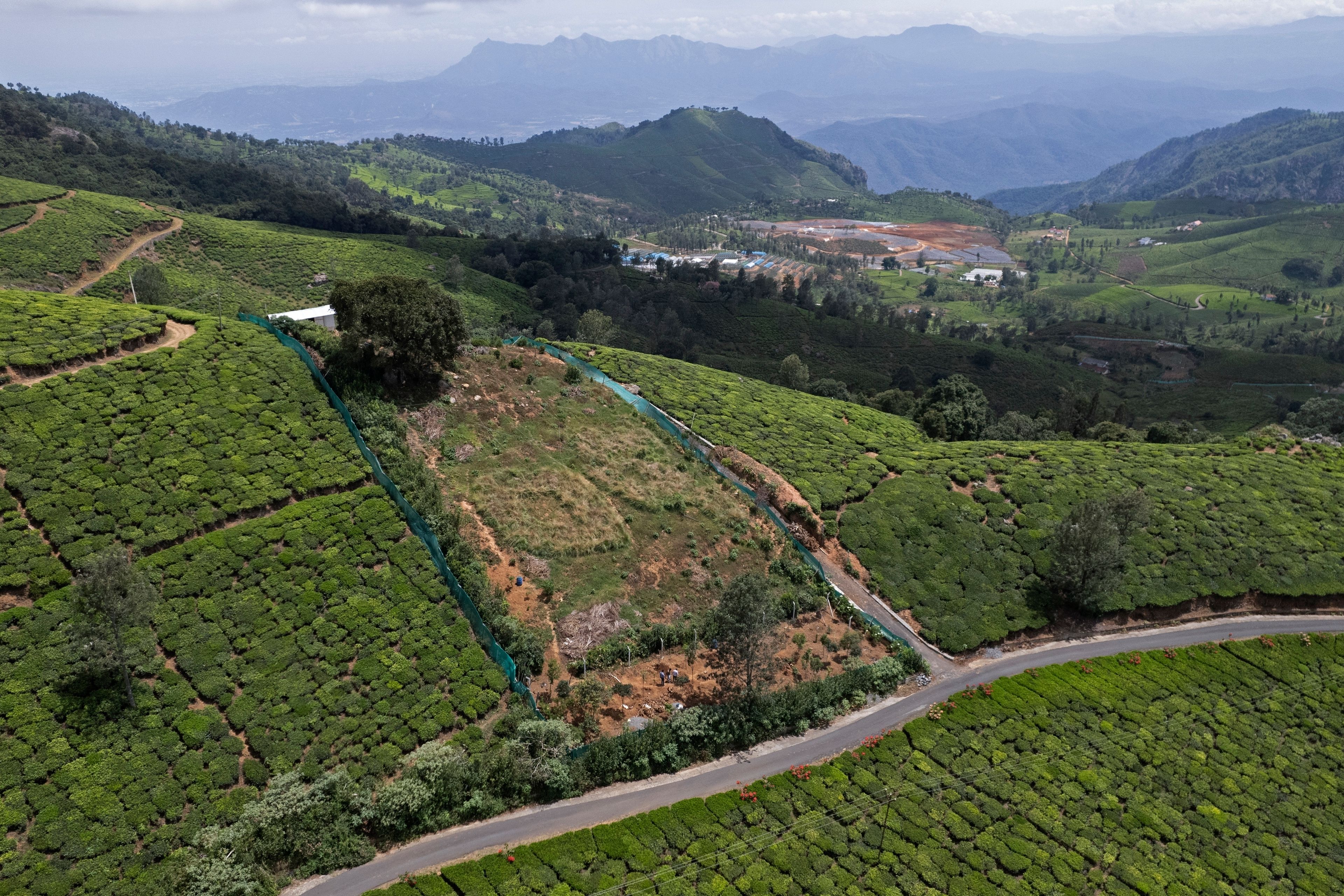 A strip of land where native grass species were replanted by a restoration practitioner is surrounded by large tea estates in Nilgiris district, India, Wednesday, Sept. 25, 2024. (AP Photo/Aijaz Rahi)