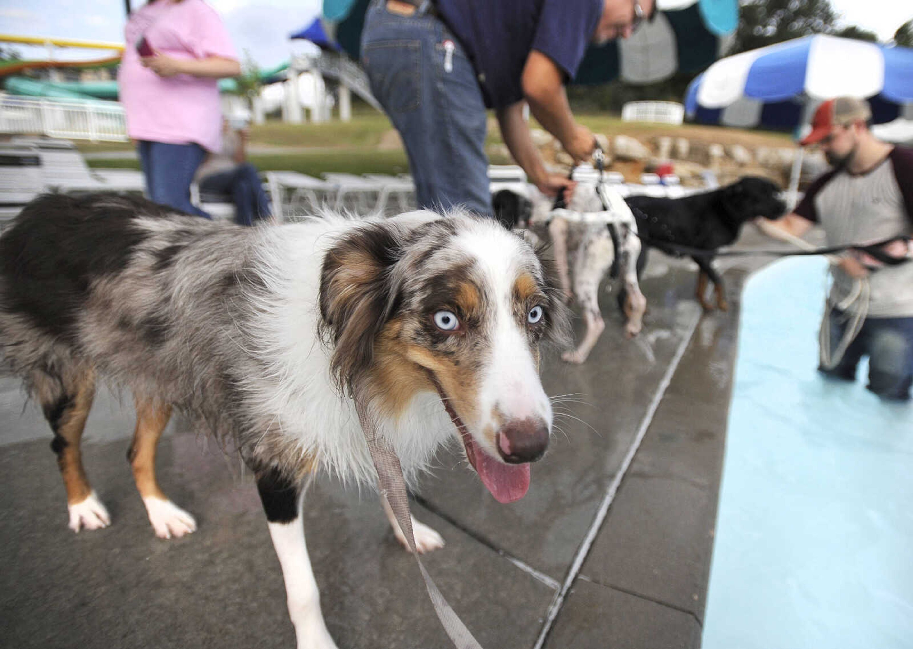 LAURA SIMON ~ lsimon@semissourian.com

Doggy Swim Day at Cape Splash, Sunday, Sept. 27, 2015, in Cape Girardeau. Leashed dogs got to swim and play in the lazy river and swimming pools with their owners. Proceeds from event benefit the Cape Girardeau Parks and Recreation Foundation.