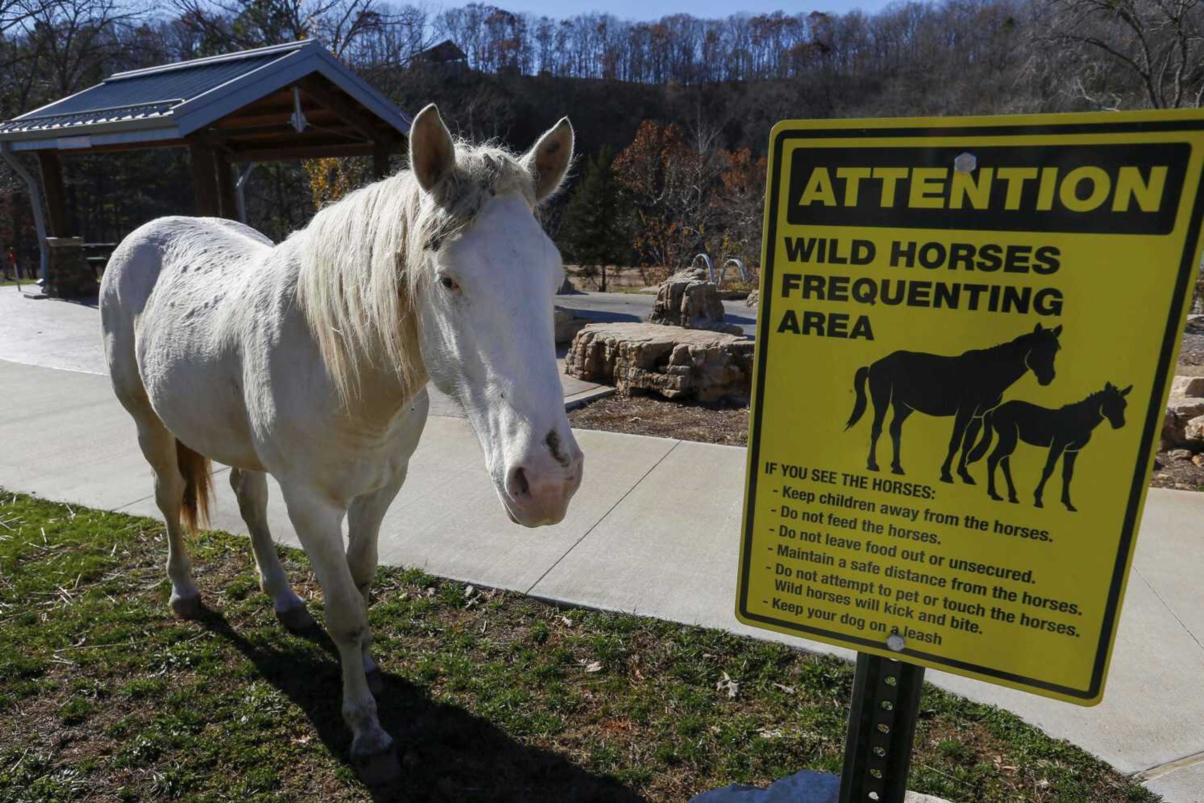 A wild horse stands near a sign warning of wild horses frequenting the area at Echo Bluff State Park on Nov. 16 in Eminence, Missouri.