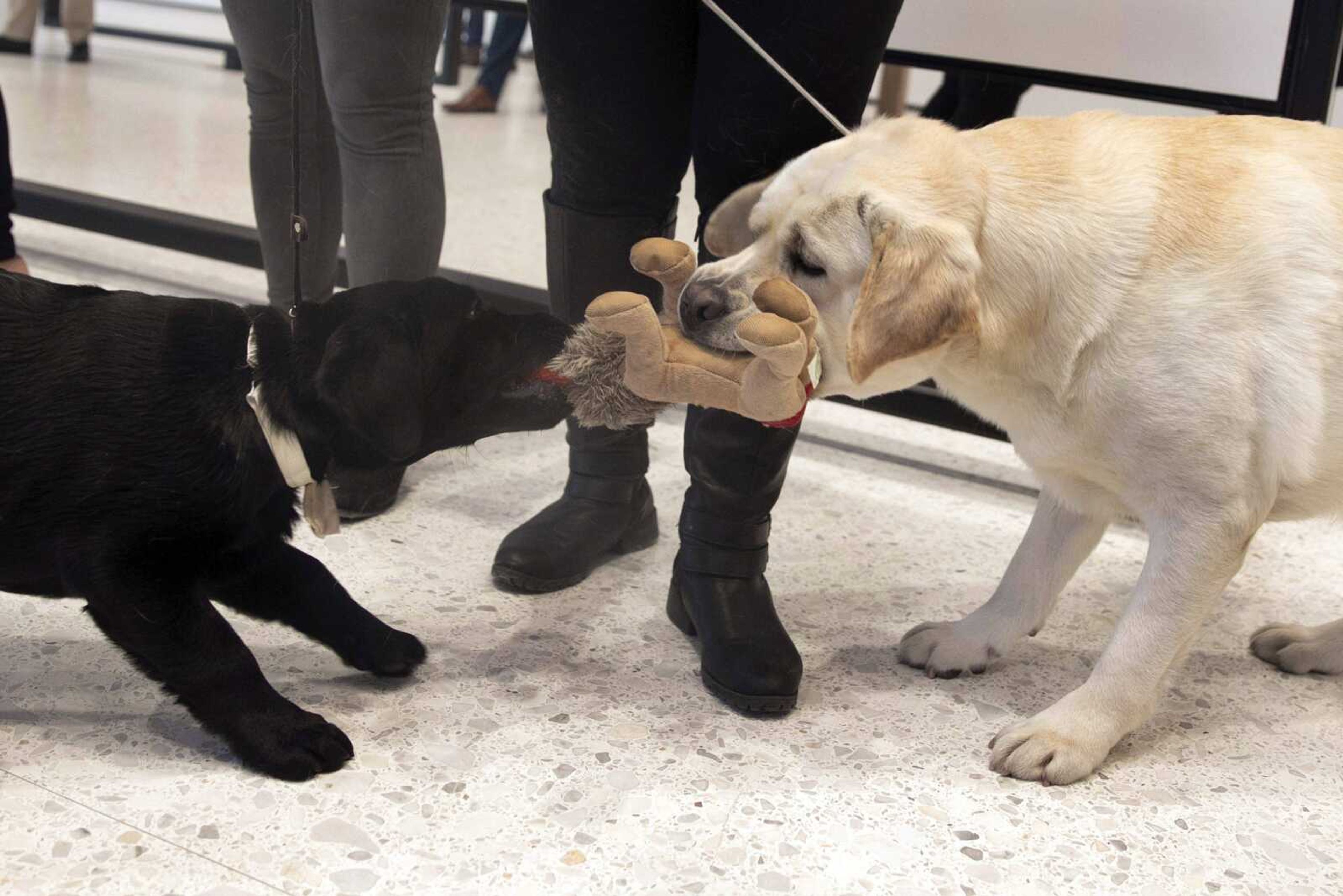 Labrador retrievers 14-week-old Rummy, left, and 2  -year-old Lincoln tussle with a stuffed toy Wednesday at Museum of the Dog in New York. Labrador retrievers aren't letting go of their hold on U.S. dog lovers, but German shorthaired pointers are tugging on the top ranks of doggy popularity, according to new American Kennel Club data.