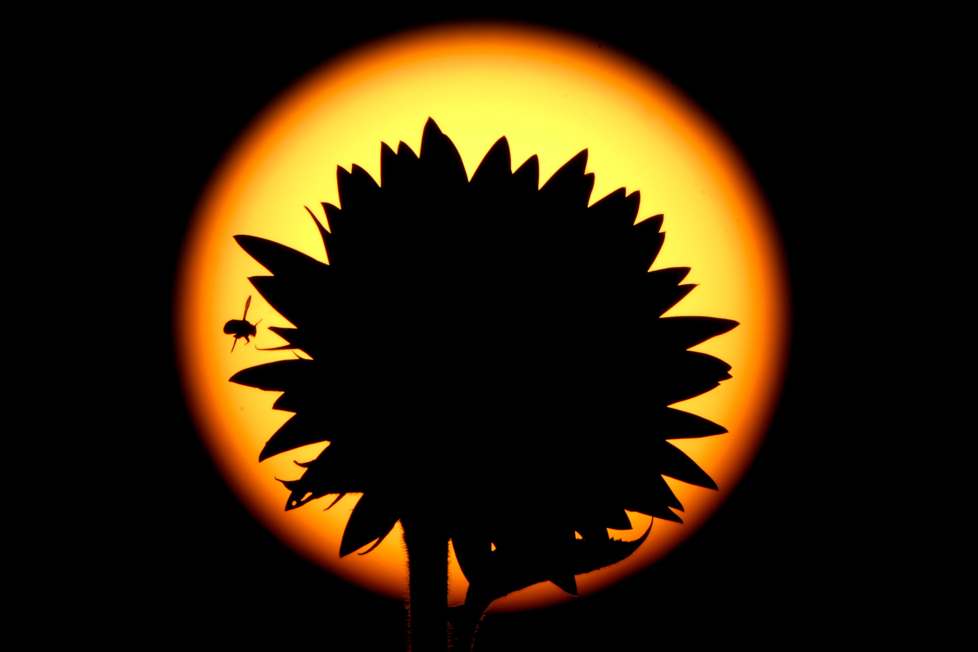 A bee and a sunflower are silhouetted against the setting sun in a field Saturday, Sept. 7, 2024, near Lawrence, Kan. The field, planted annually by the Grinter family, draws thousands of visitors during the weeklong late summer blossoming of the flowers. (AP Photo/Charlie Riedel)