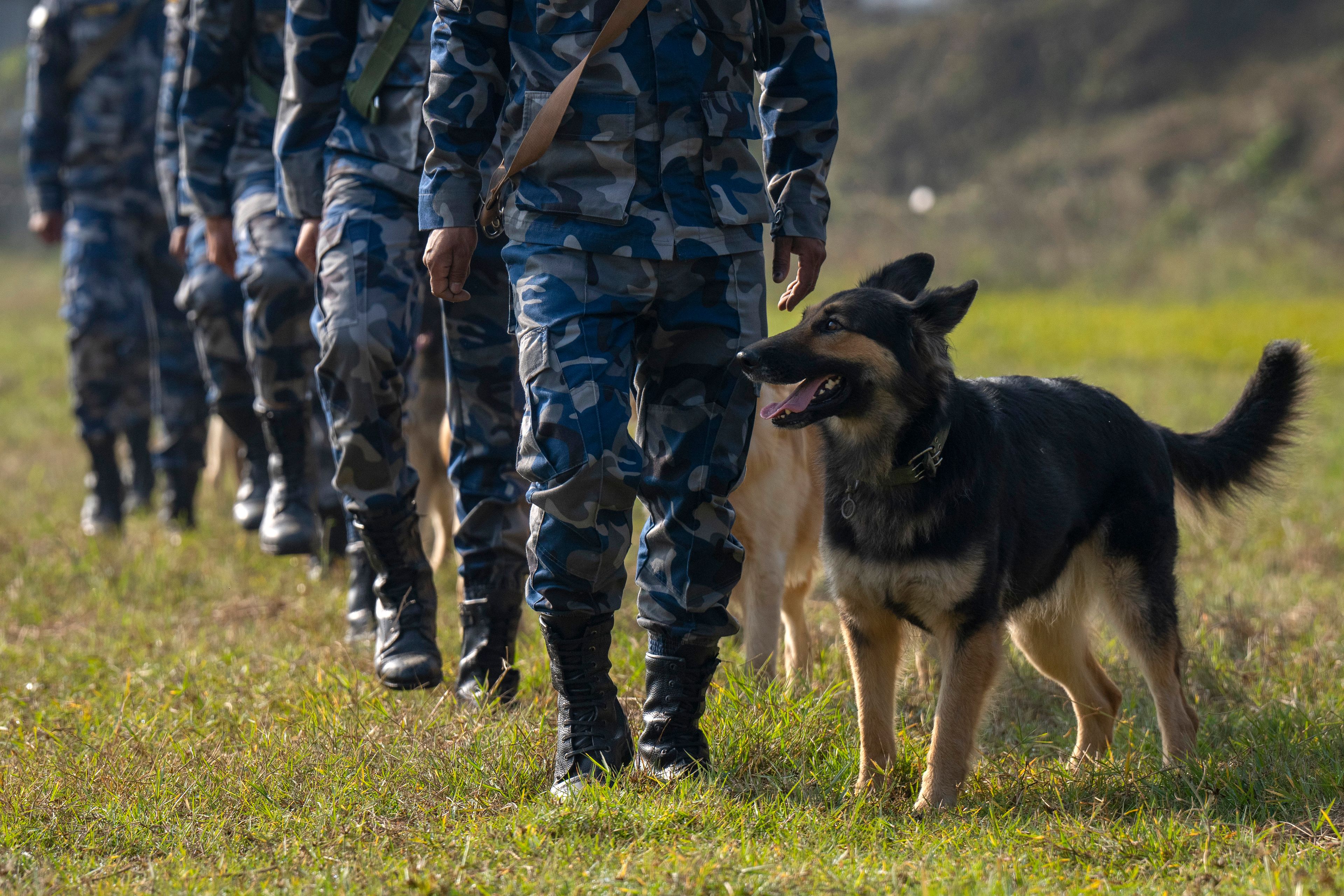 Nepal's Armed Police Force get ready with their dog to display skills at their kennel division during Kukkur Tihar festival in Kathmandu, Nepal, Thursday, Oct. 31, 2024. Every year, dogs are worshiped to acknowledge their role in providing security during the second day of five days long Hindu festival Tihar. (AP Photo/Niranjan Shrestha)