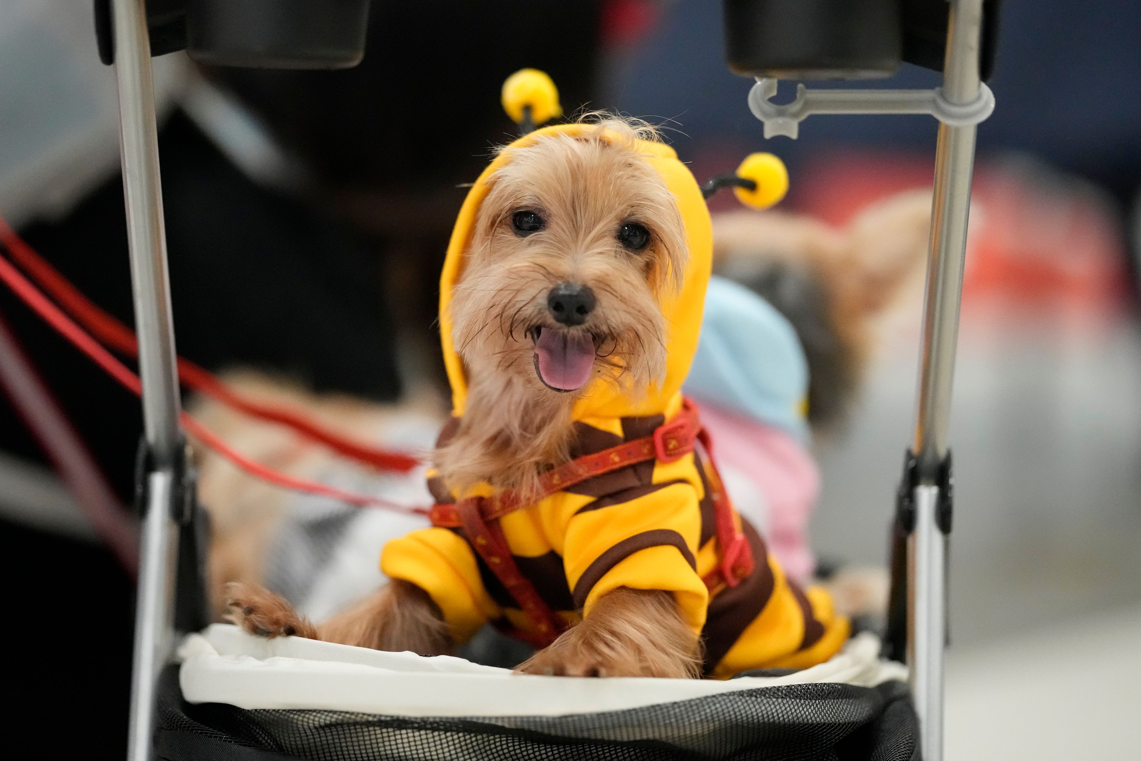 A dog wears a costume during a Halloween pet party at a mall in Valenzuela city, Philippines on Saturday, Oct. 19, 2024. (AP Photo/Aaron Favila)