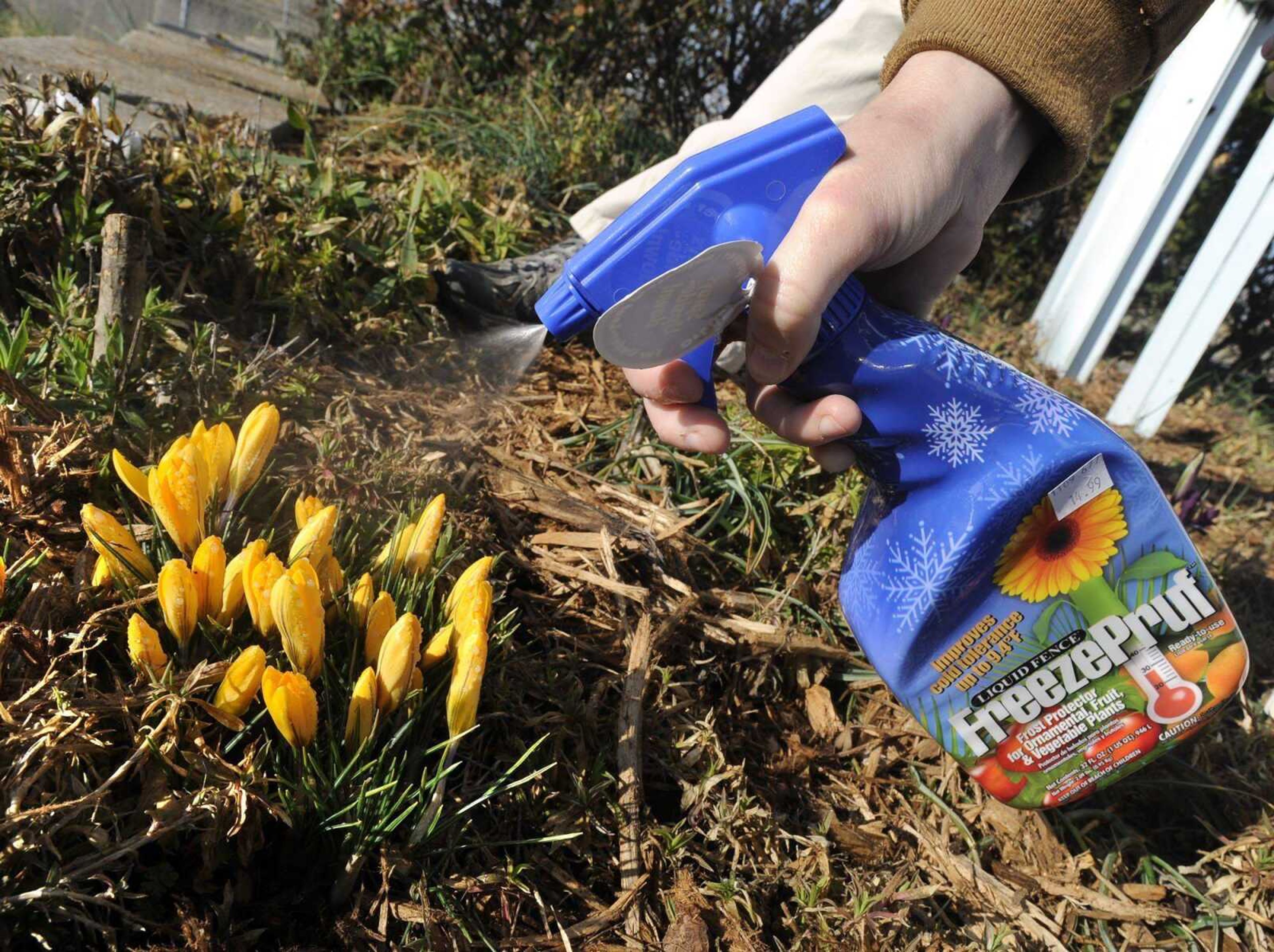 A liquid frost protector applied to a plant, such as this crocus bulb plant, can improve its natural cold tolerance by about 9 degrees, according to the manufacturer. The product is biodegradable and designed to resist washing away by rain or snow. One application lasts up to six weeks. (Fred Lynch)