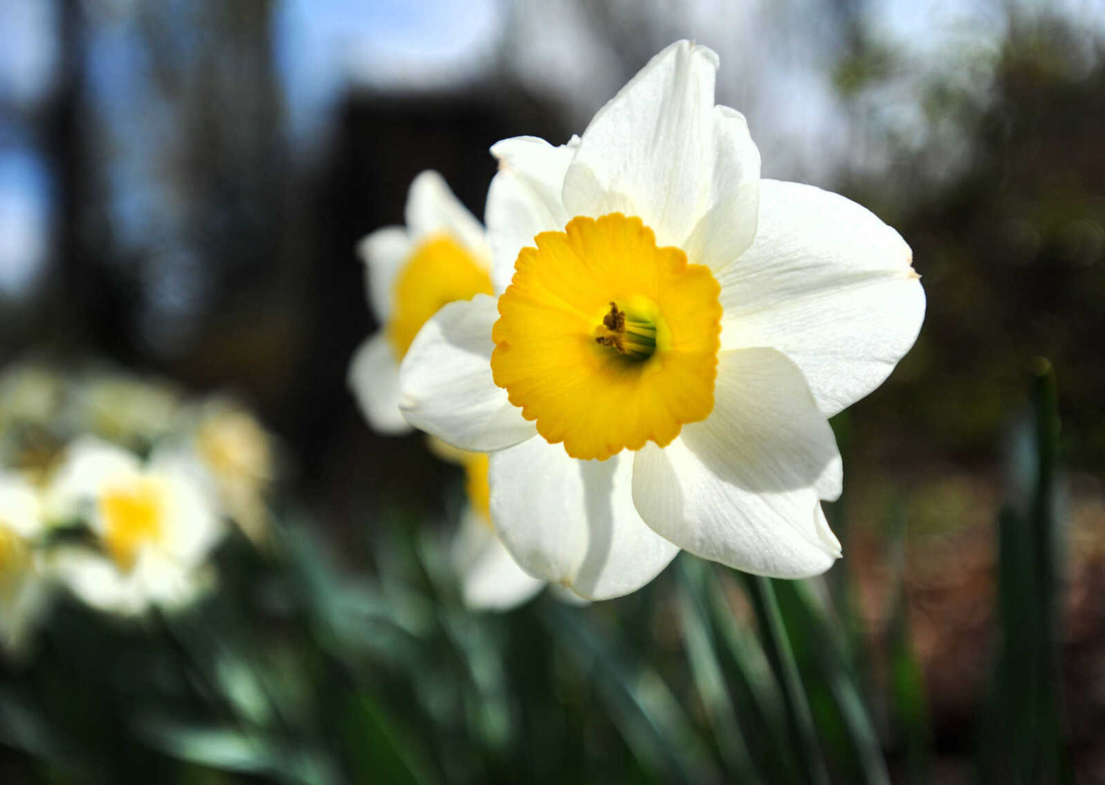 LAURA SIMON ~ lsimon@semissourian.com

Daffodils bloom at Pinecrest Azalea Gardens, Thursday, April 16, 2015, in Oak Ridge, Missouri.