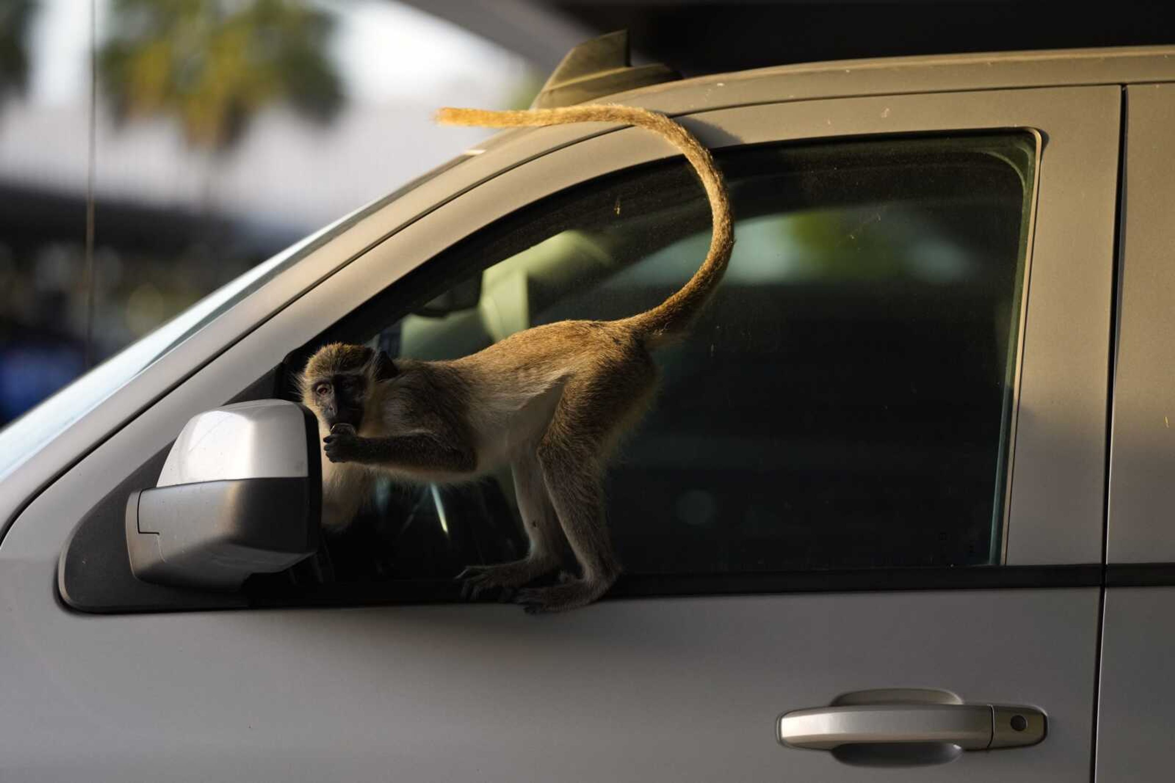 A juvenile male checks out his reflection in the side mirror of a parked car as he plays with a bottle cap March 1 in Dania Beach, Florida. For 70 years, a group of non-native monkeys has made their home next to a South Florida airport, delighting visitors and becoming local celebrities. (AP Photo/Rebecca Blackwell)