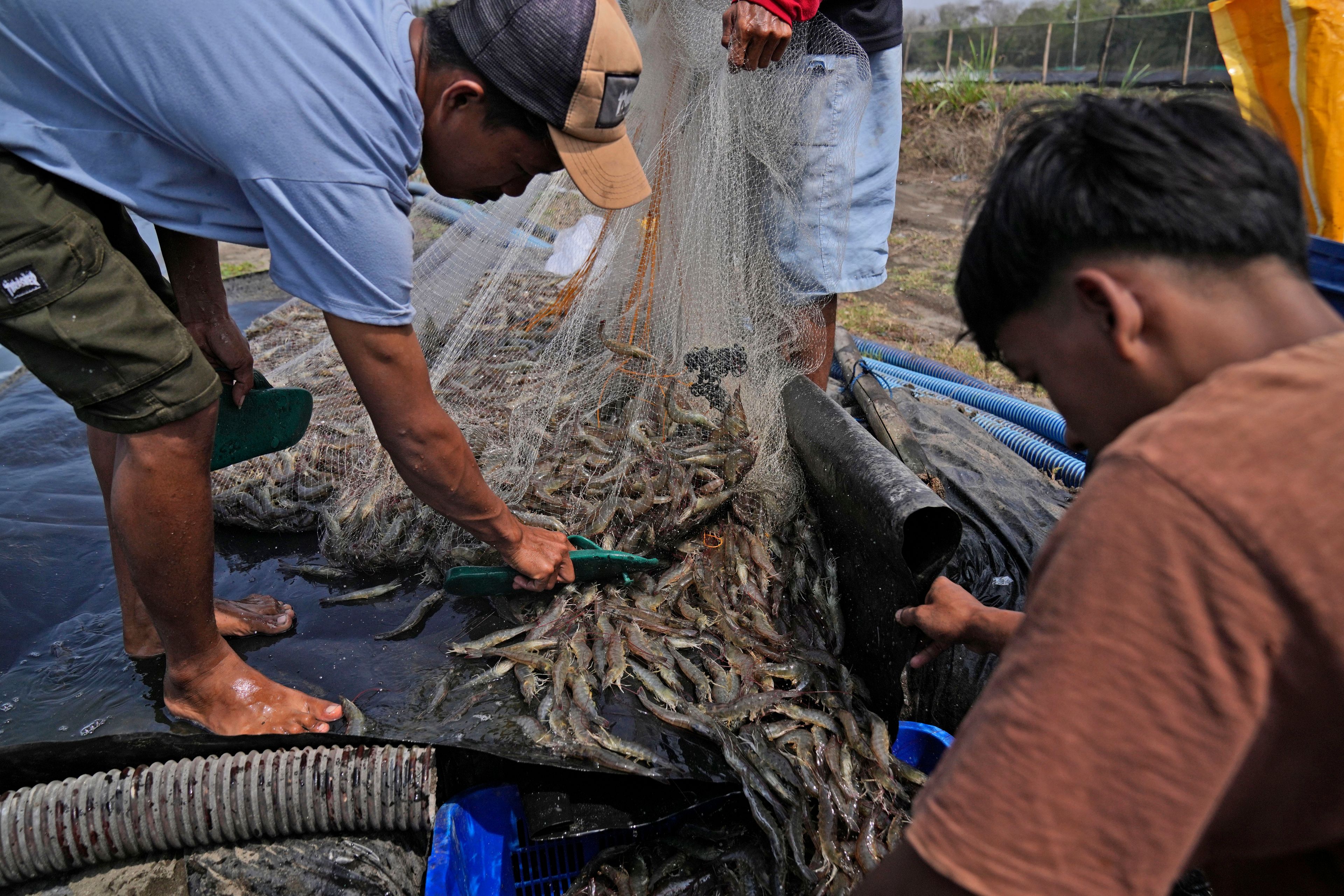 Farm workers Andika Yudha Agusta, left, and his brother Dias Yudho Prihantoro, right, harvest shrimps at a farm in Kebumen, Central Java, Indonesia, Tuesday, Sept. 24, 2024. (AP Photo/Dita Alangkara)