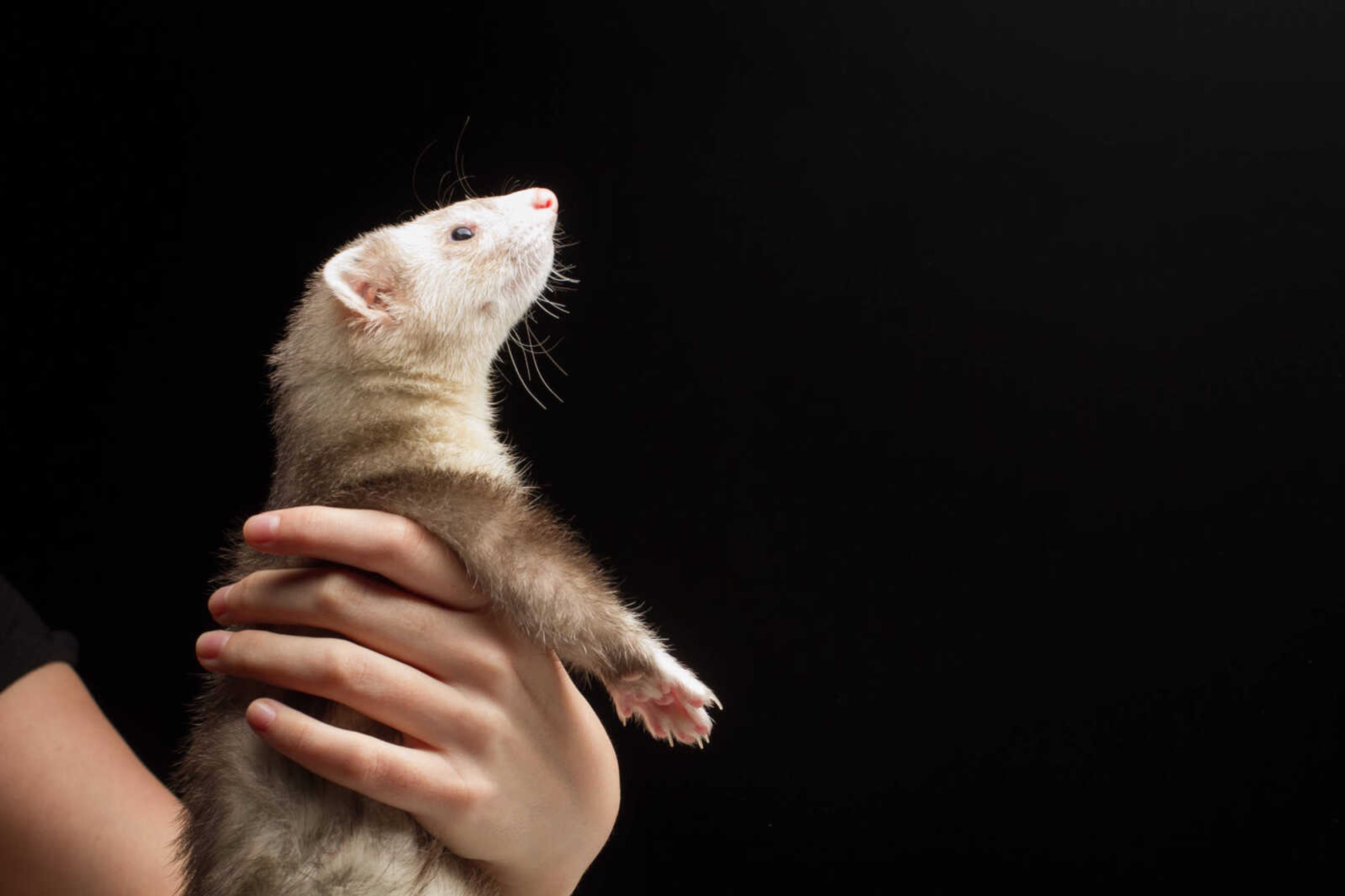 GLENN LANDBERG ~ glandberg@semissourian.com


Zeus the ferret.